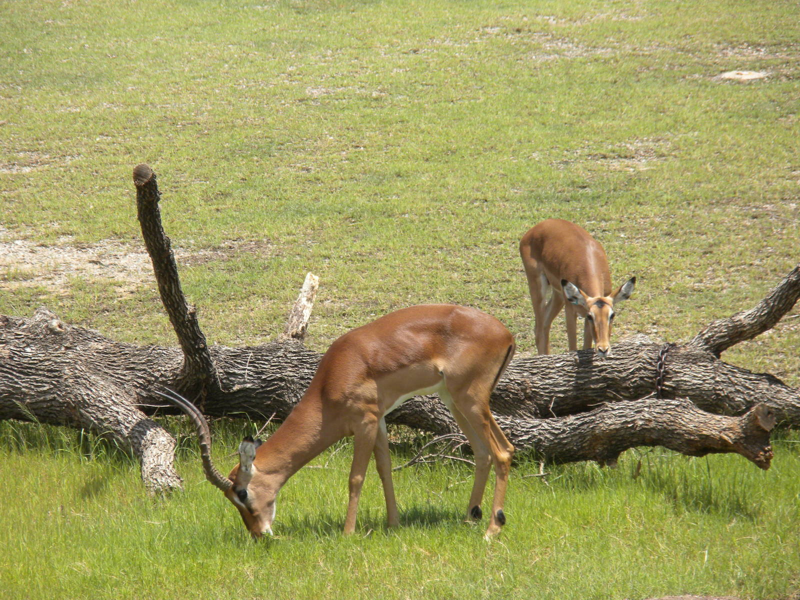 Giants of the Savanna - Impala