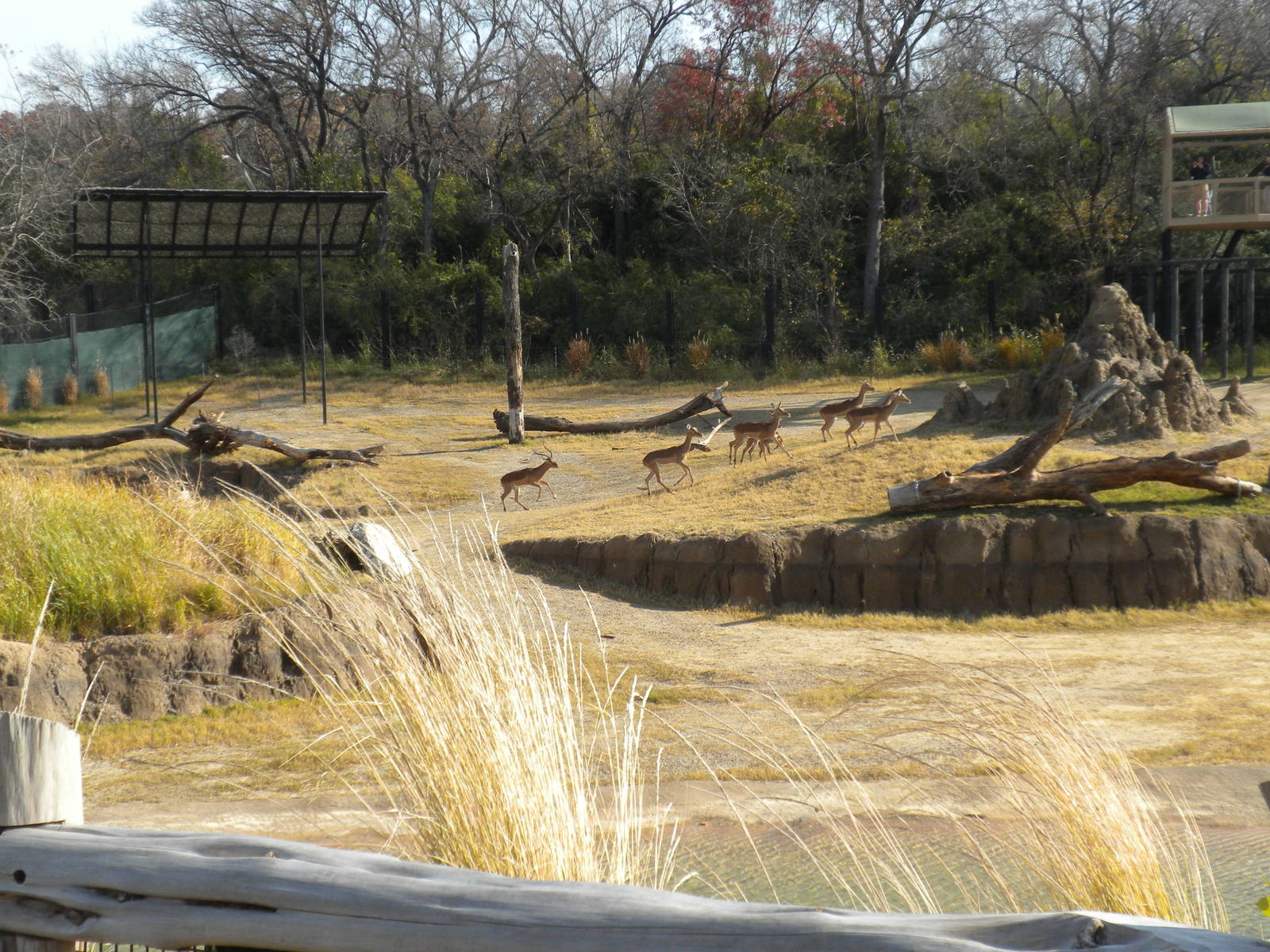 Giants of the Savanna - Impala