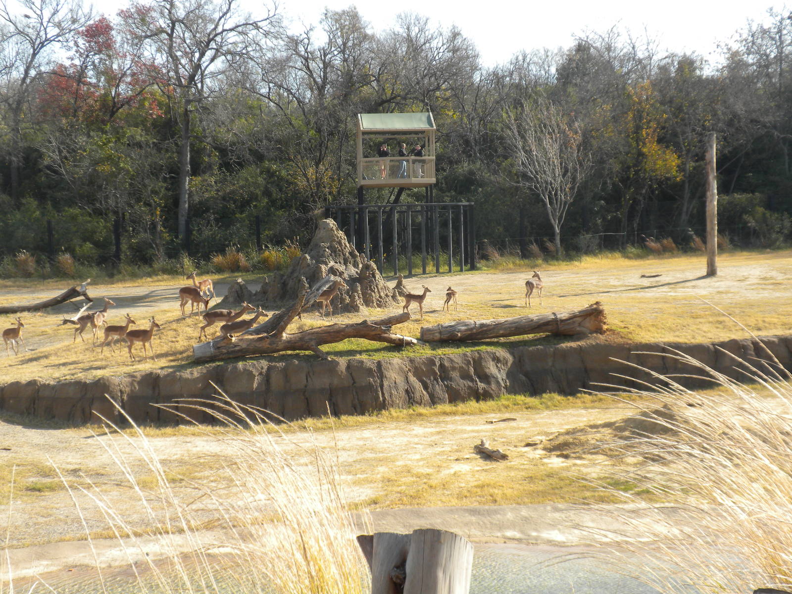 Giants of the Savanna - Impala