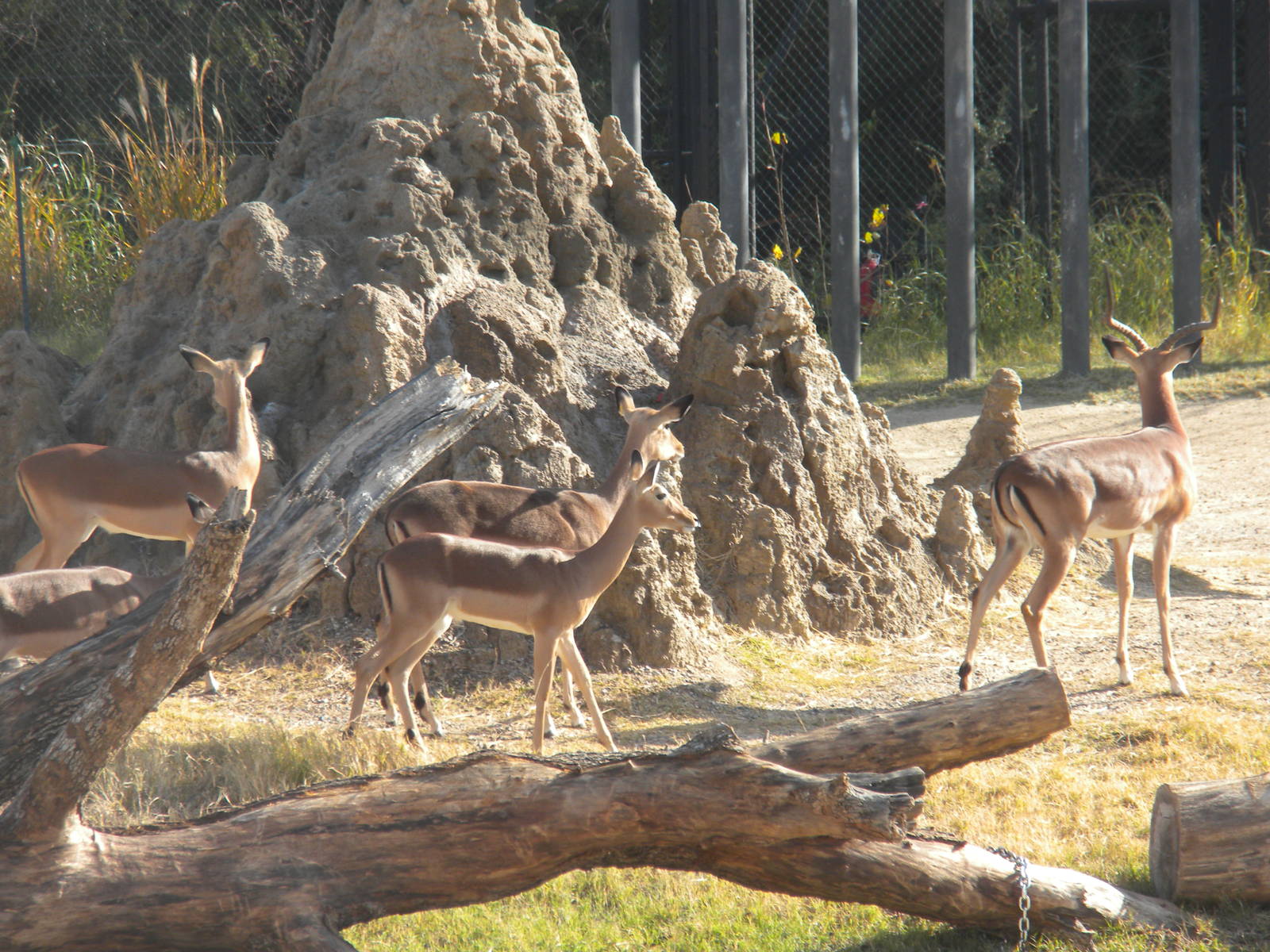 Giants of the Savanna - Impala