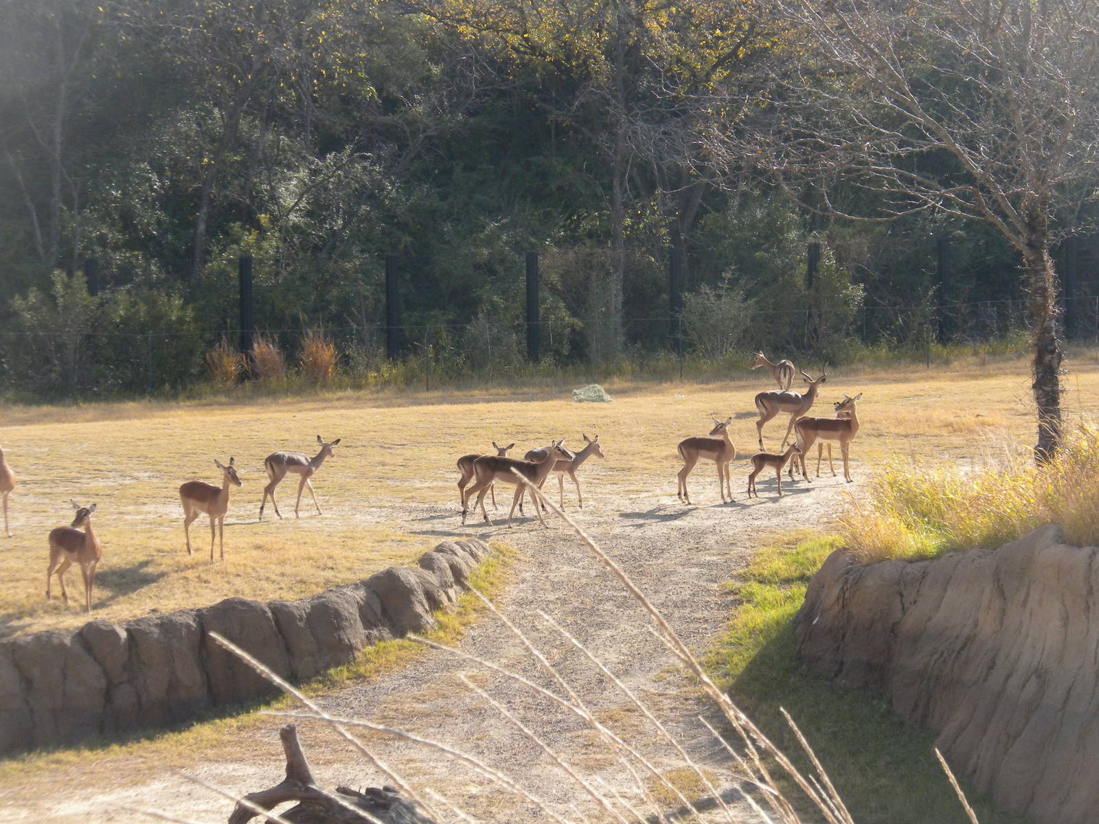 Giants of the Savanna - Impala