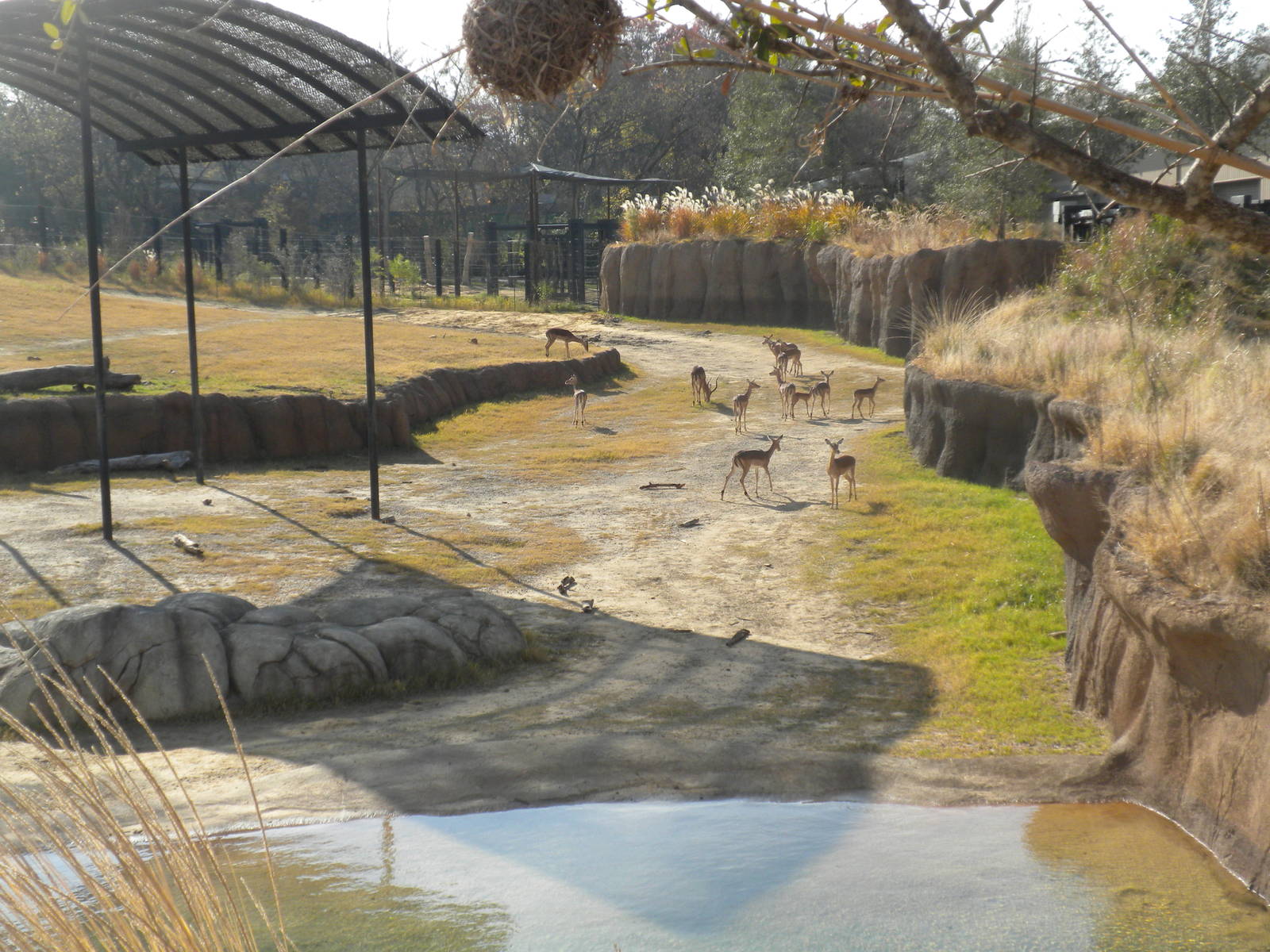 Giants of the Savanna - Impala