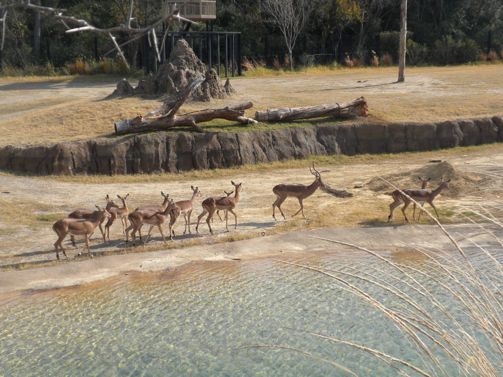 Giants of the Savanna - Impala