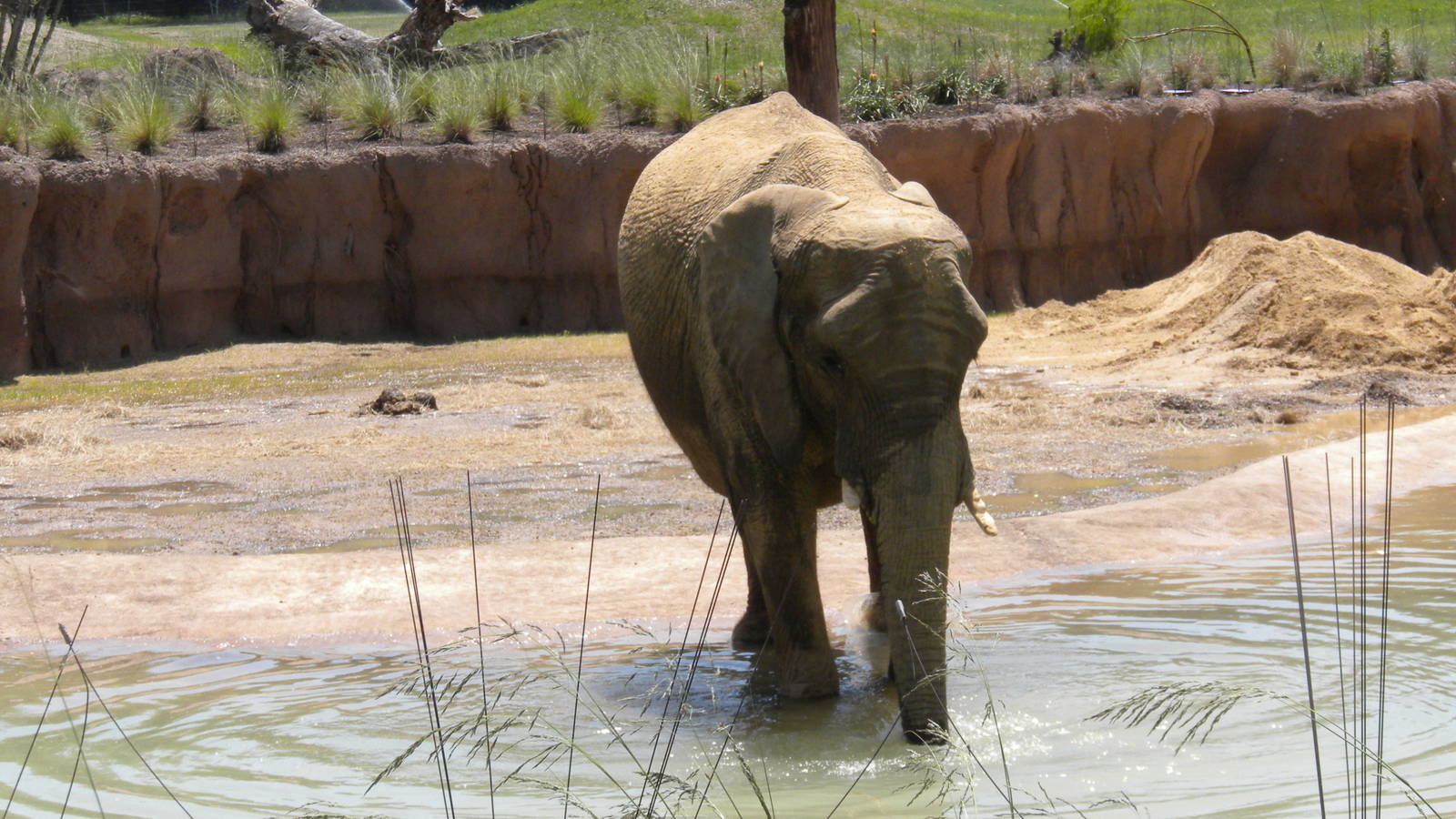 Giants of the Savanna - Jenny and Gypsy's first day out