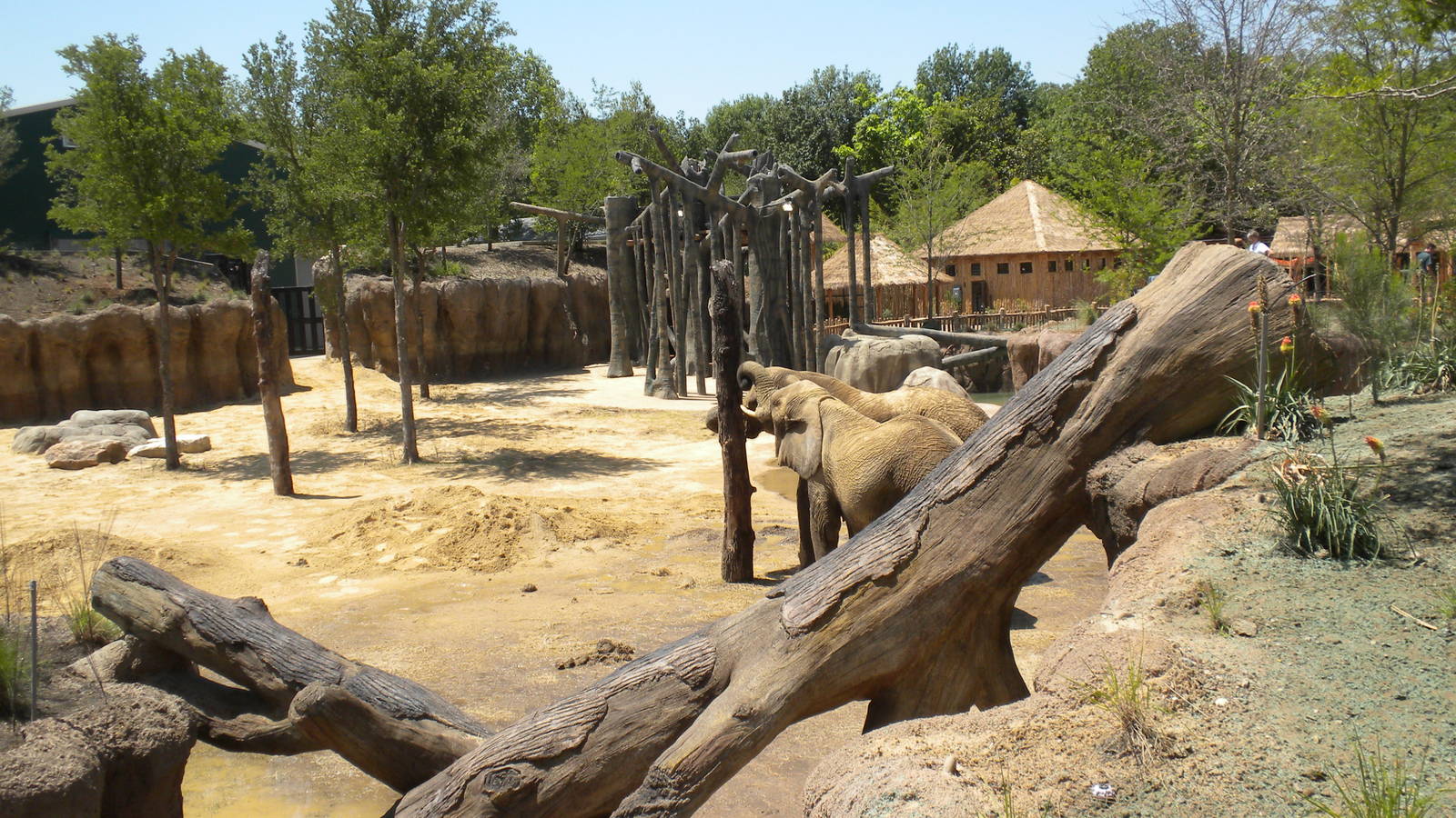 Giants of the Savanna - Jenny and Gypsy's first day out