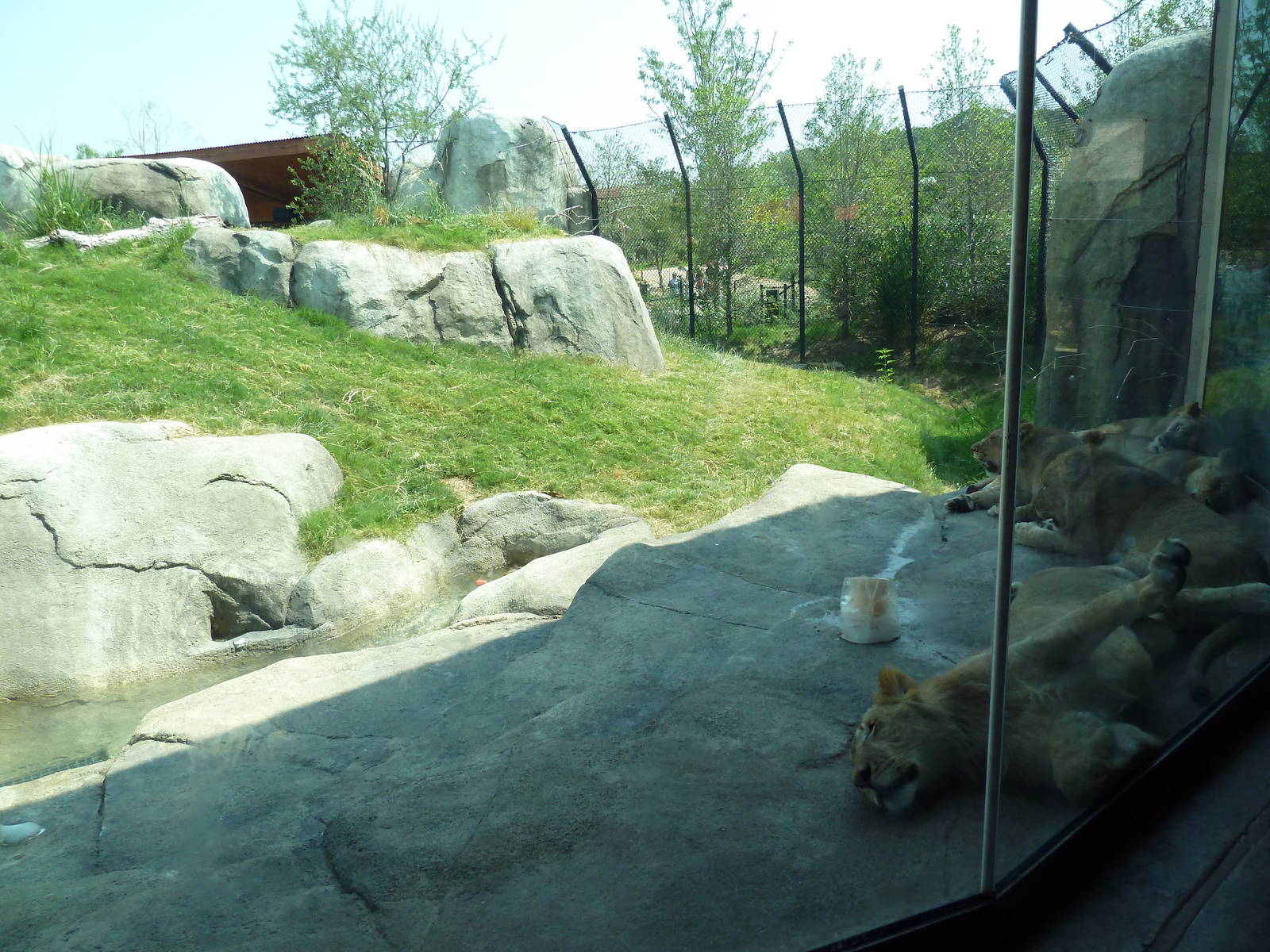 Giants Of The Savanna - Lion Exhibit
