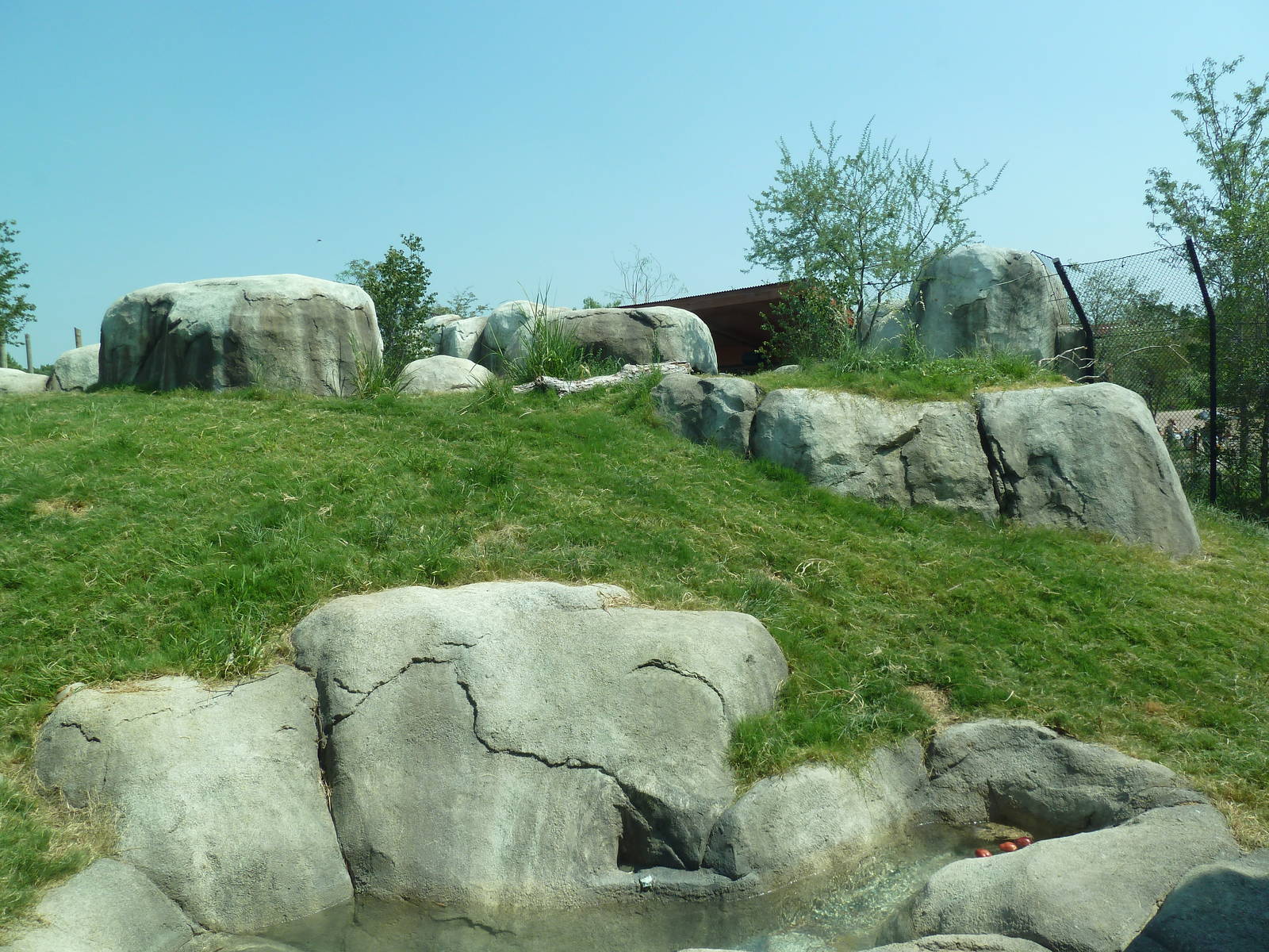 Giants Of The Savanna - Lion Exhibit