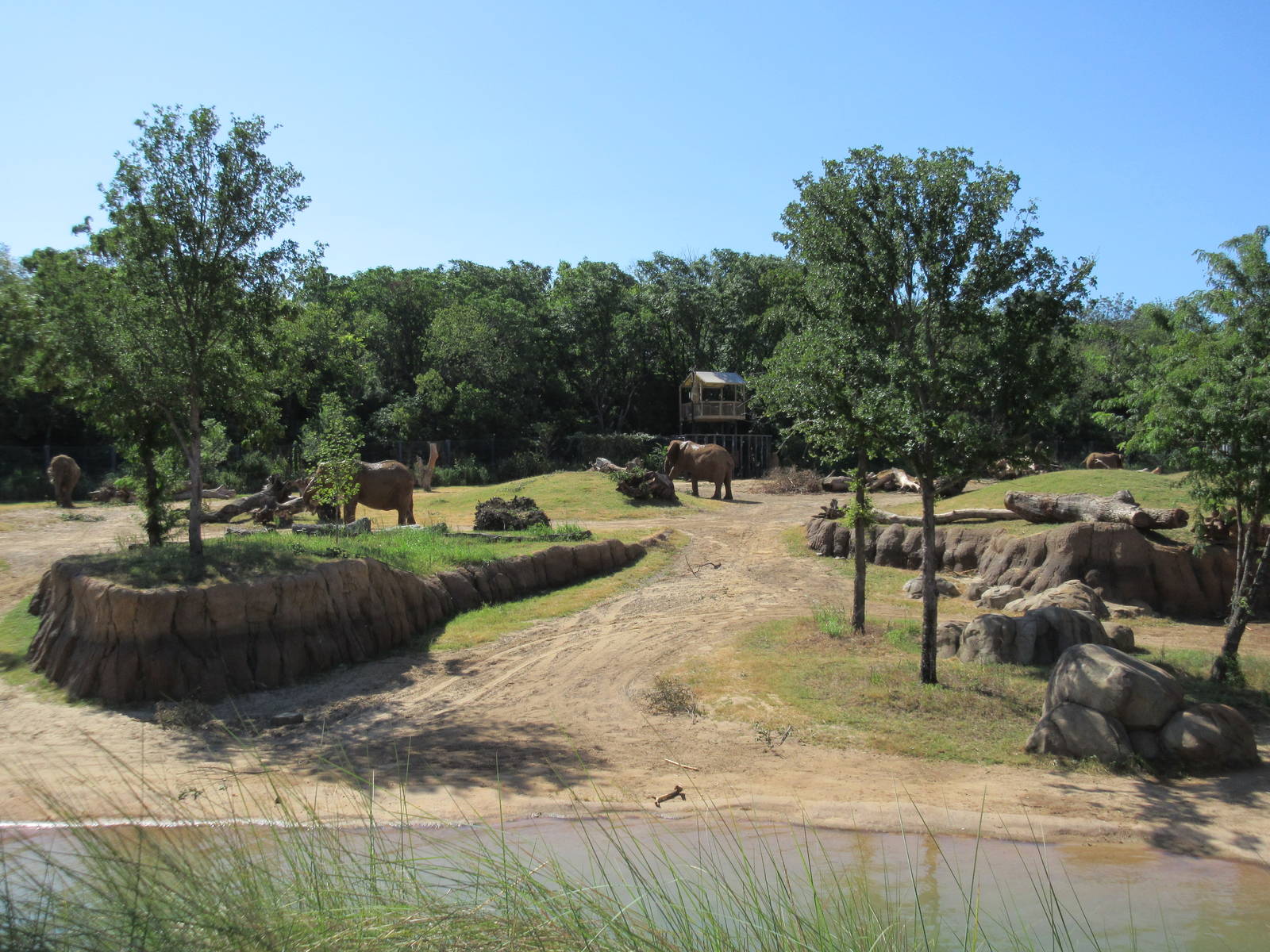 Giants of the Savanna - Main Yard (4 elephants are visible)