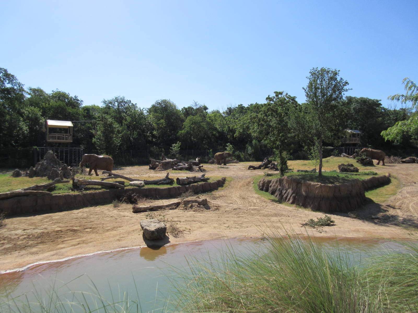 Giants of the Savanna - Main Yard