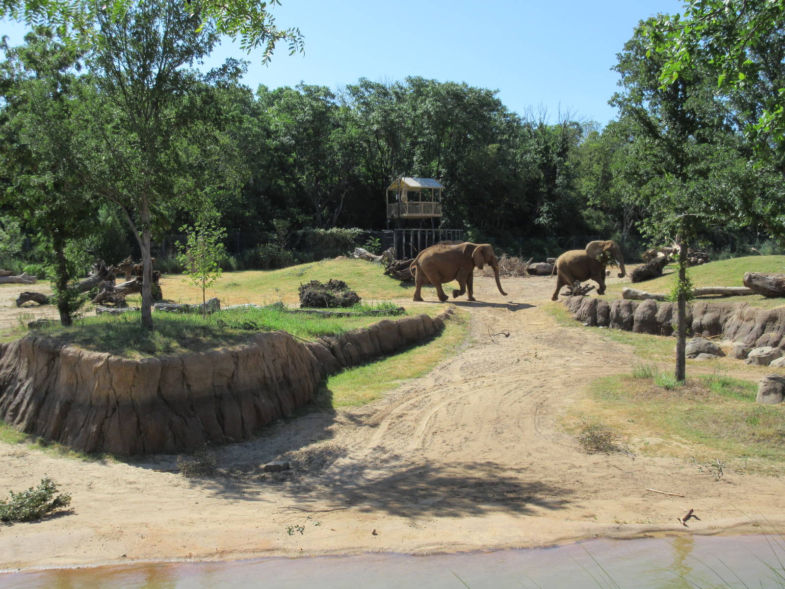 Giants of the Savanna - Main Yard