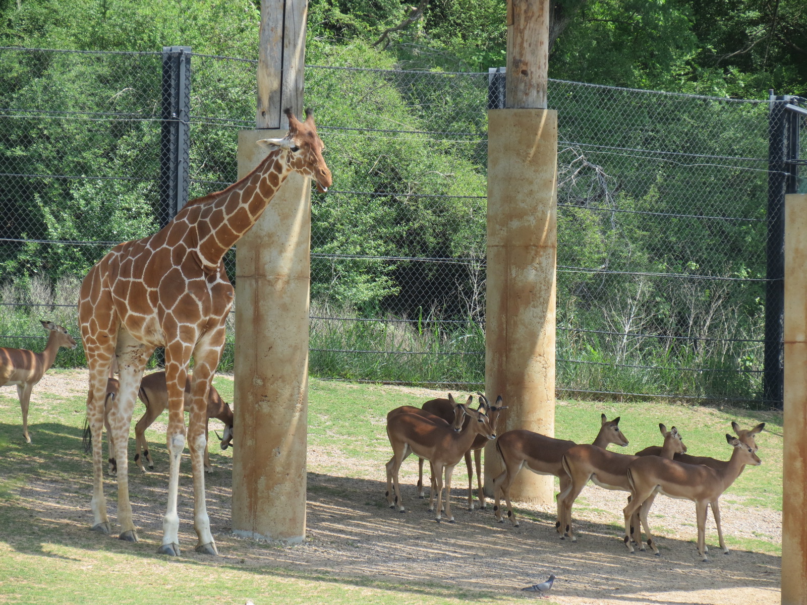 Giants of the Savanna - North Habitat (Mixed Species) - Giraffe and Impala