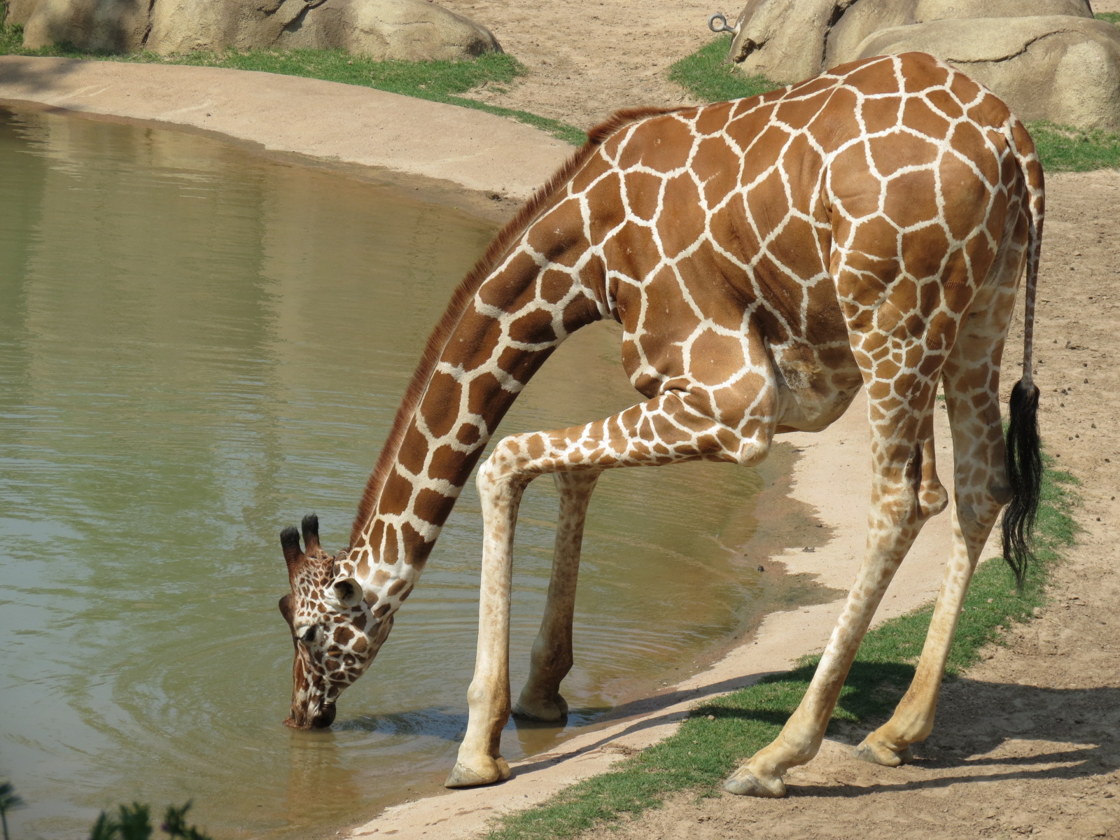 Giants of the Savanna - North Habitat (Mixed Species) - Giraffe