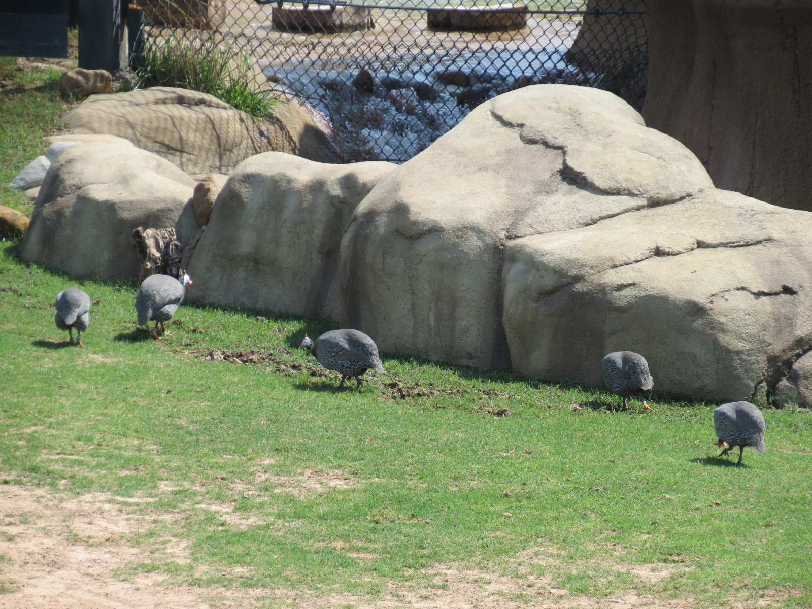 Giants of the Savanna - North Habitat (Mixed Species) - Helmeted Guineafowl
