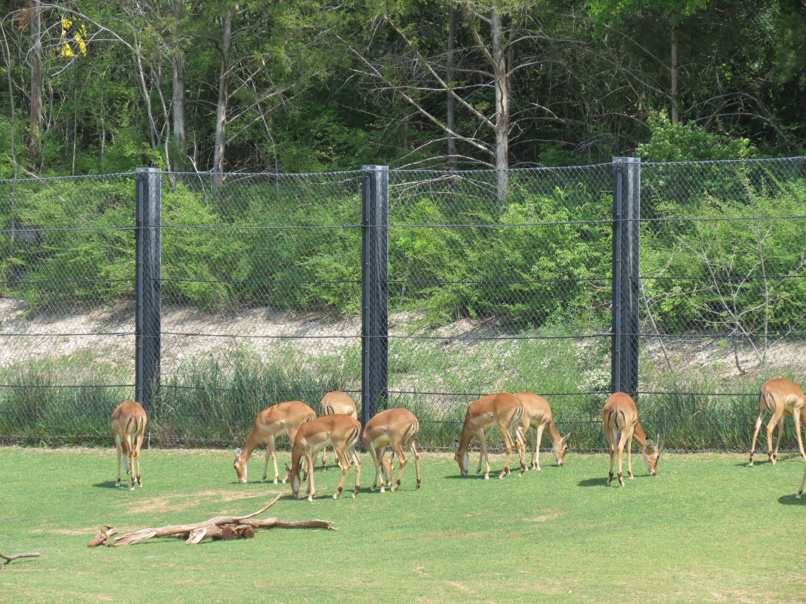 Giants of the Savanna - North Habitat (Mixed Species) - Impala