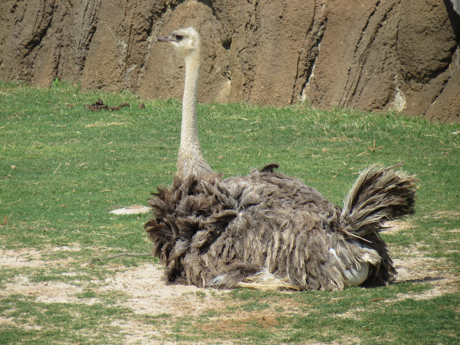Giants of the Savanna - North Habitat (Mixed Species) - Ostrich