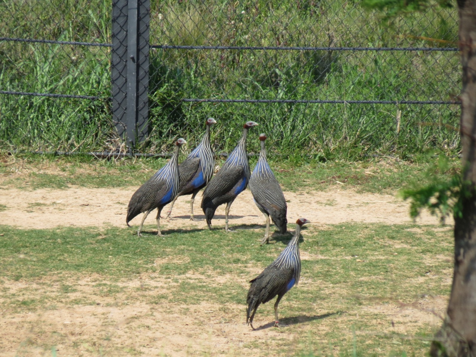 Giants of the Savanna - North Habitat (Mixed Species) - Vulturine Guineafow