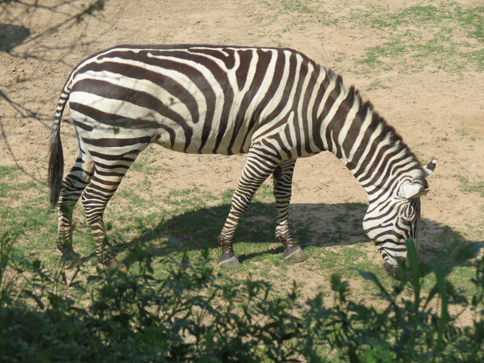 Giants of the Savanna - North Habitat (Mixed Species) - Zebra