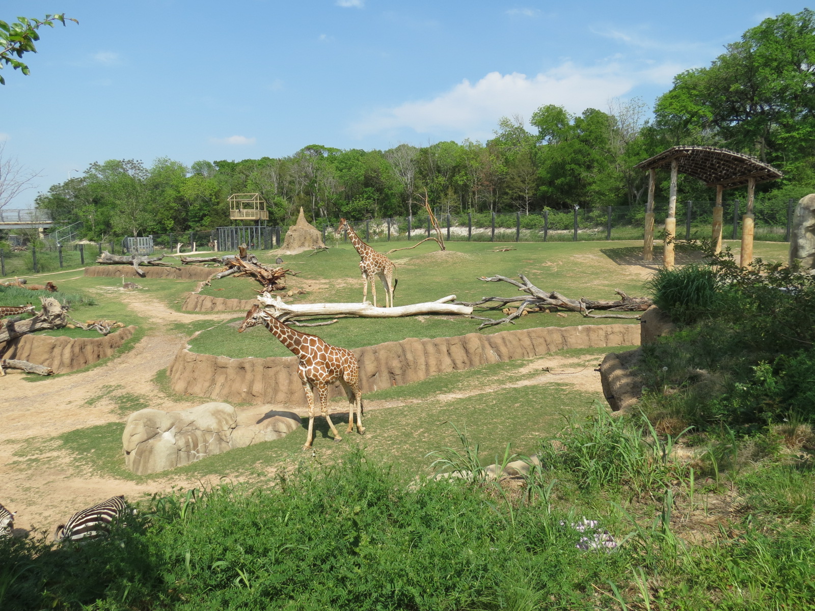 Giants of the Savanna - North Habitat (Mixed Species)
