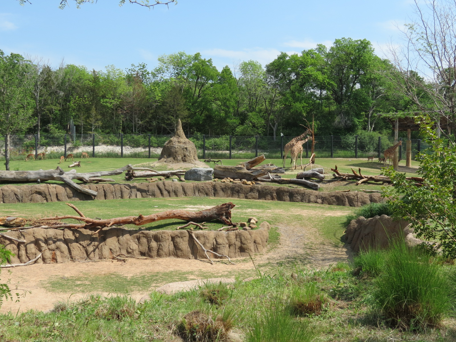 Giants of the Savanna - North Habitat (Mixed Species)