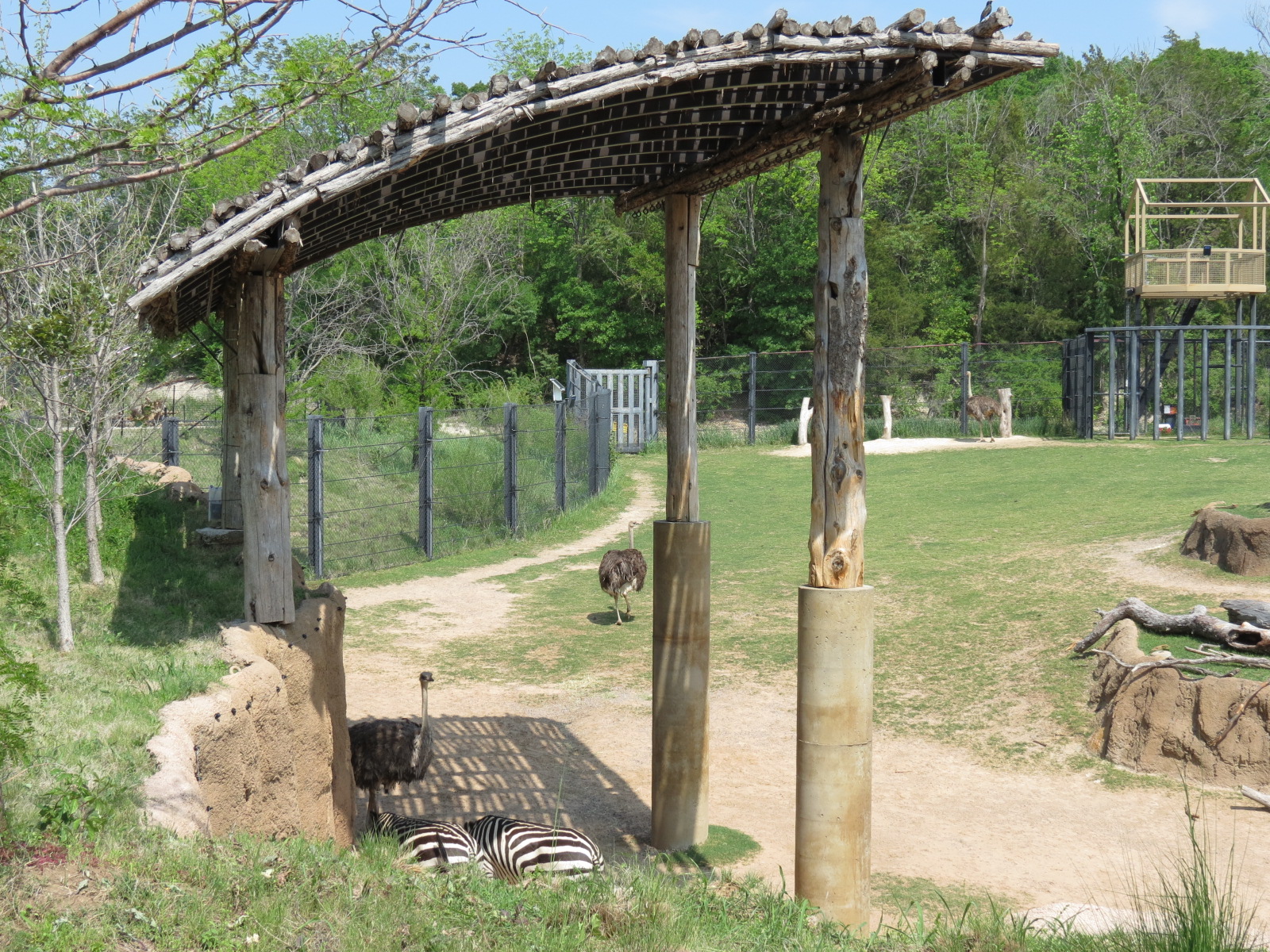 Giants of the Savanna - North Habitat (Mixed Species)