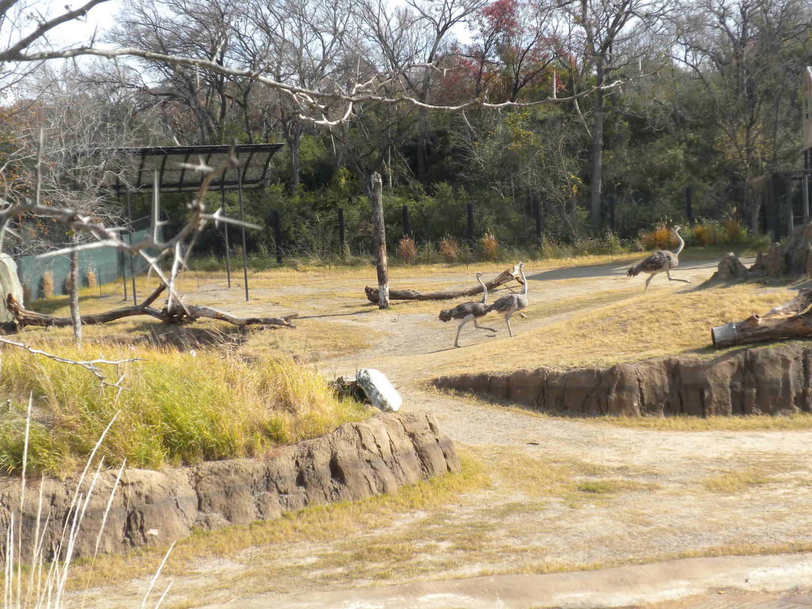 Giants of the Savanna - Ostrich
