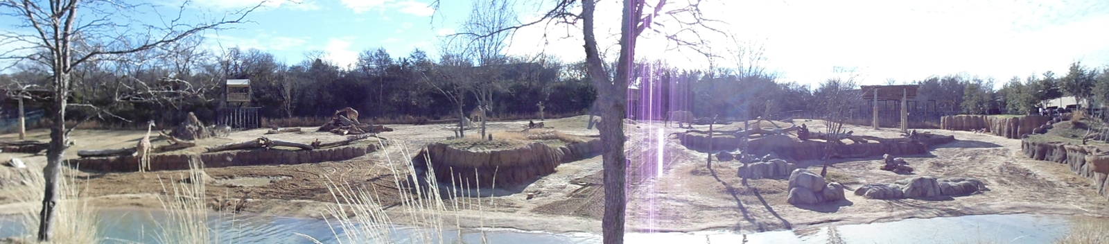 Giants of the Savanna Panoramic View