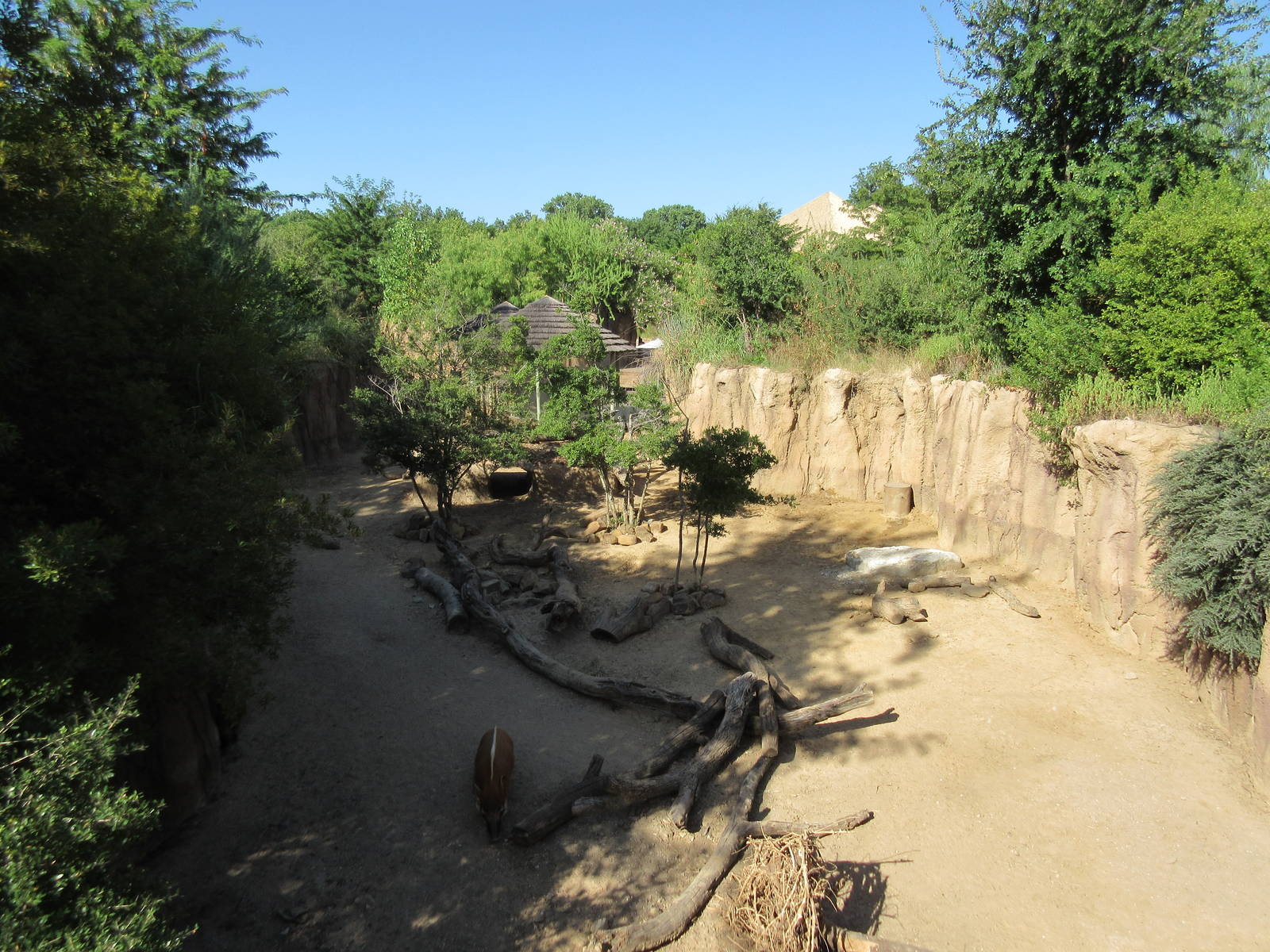 Giants of the Savanna - Red River Hog Exhibit