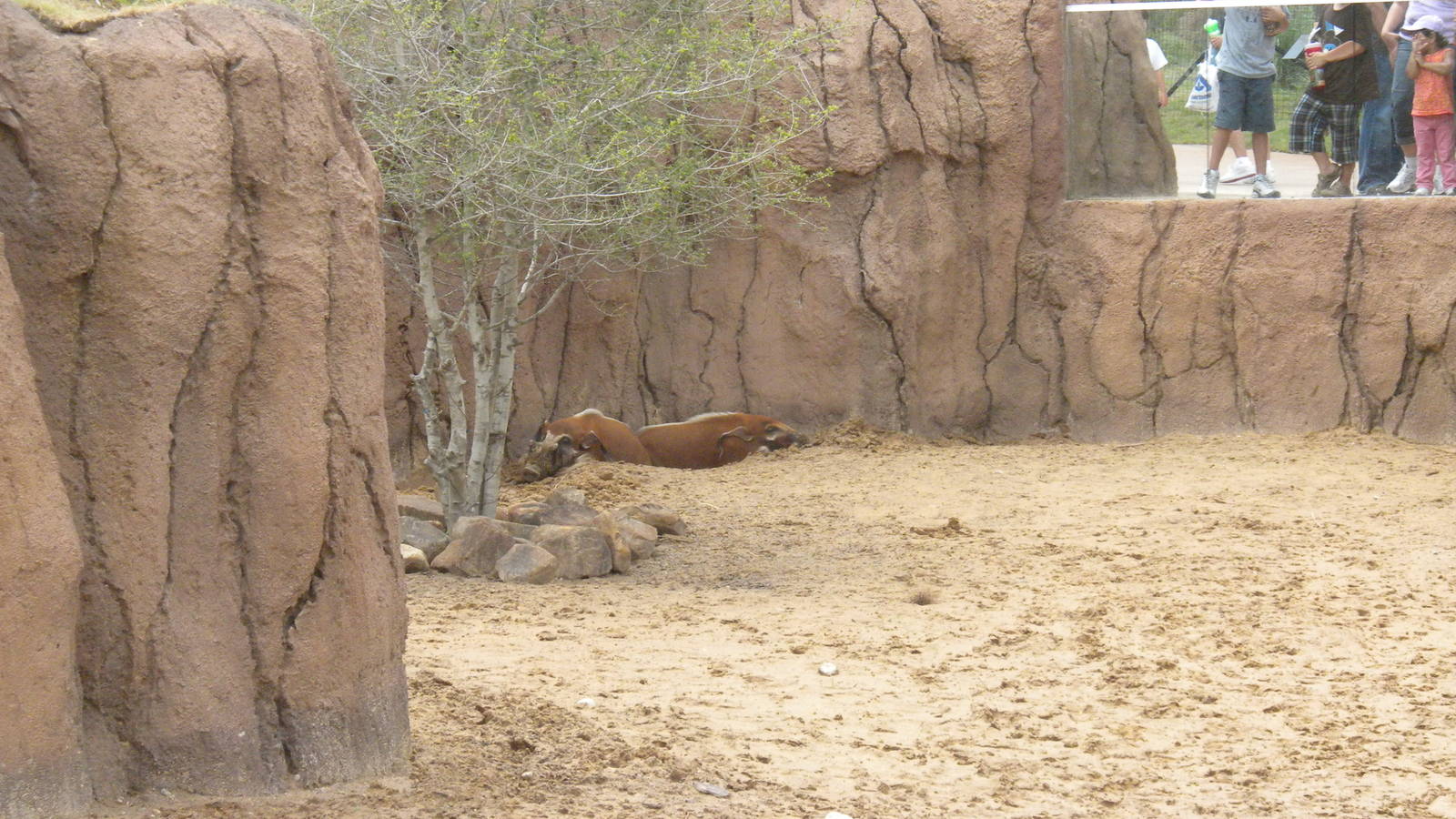 Giants of the Savanna -  Red River Hog