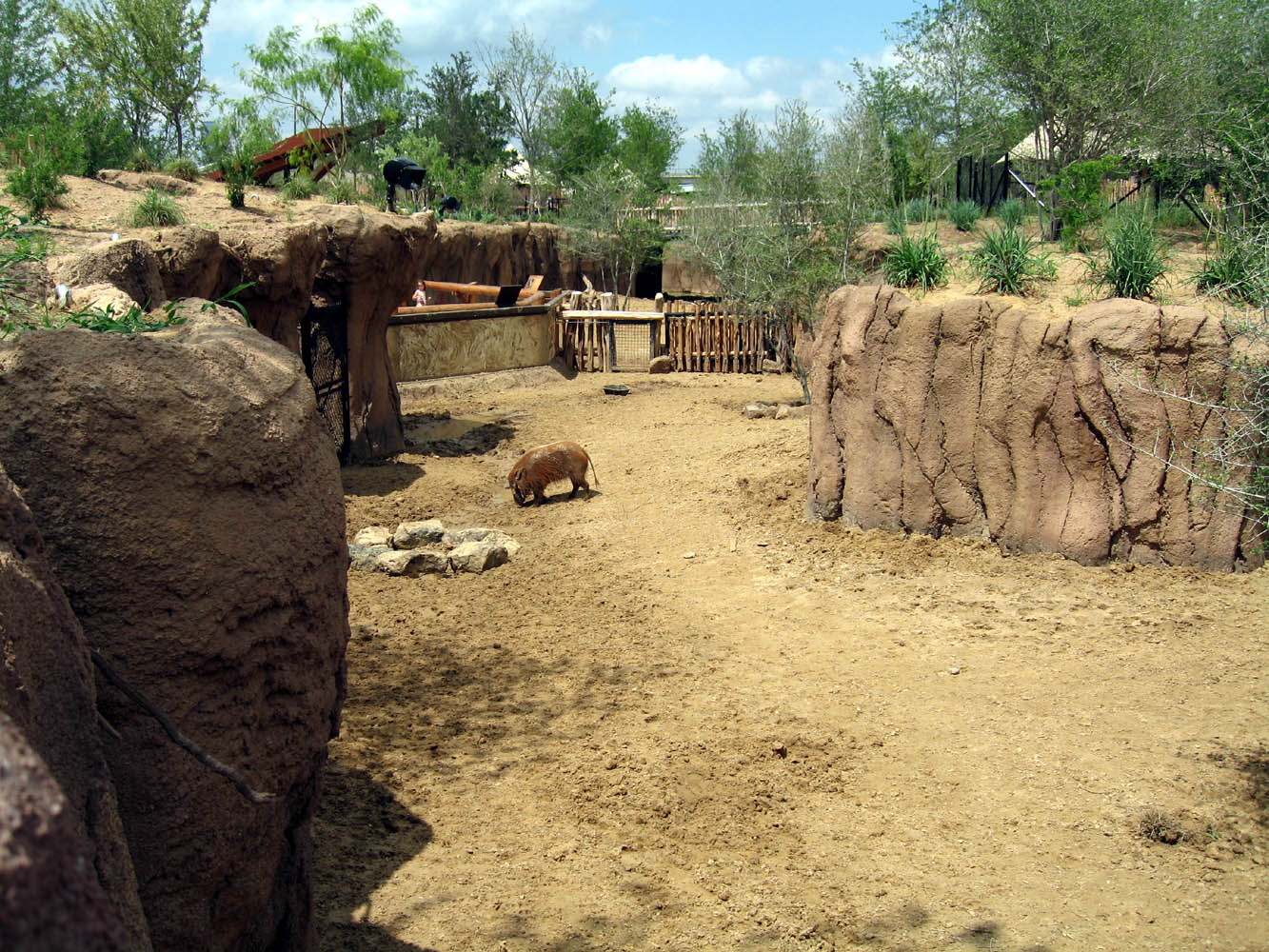 Giants of the Savanna: Red River Hogs exhibit