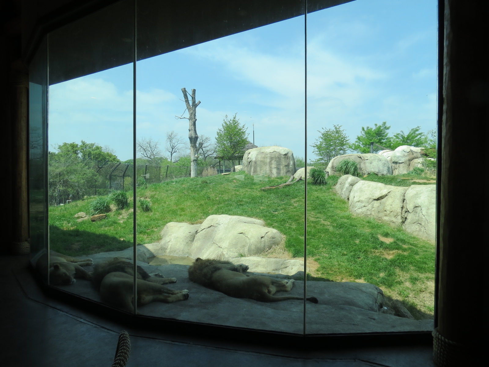 Giants of the Savanna - Serengeti Grill - View of African Lion Exhibit