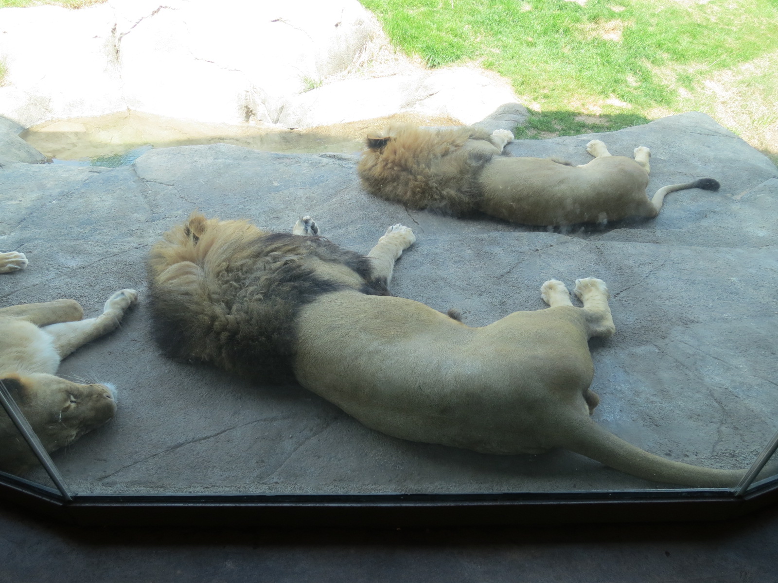 Giants of the Savanna - Serengeti Grill - View of African Lion Exhibit