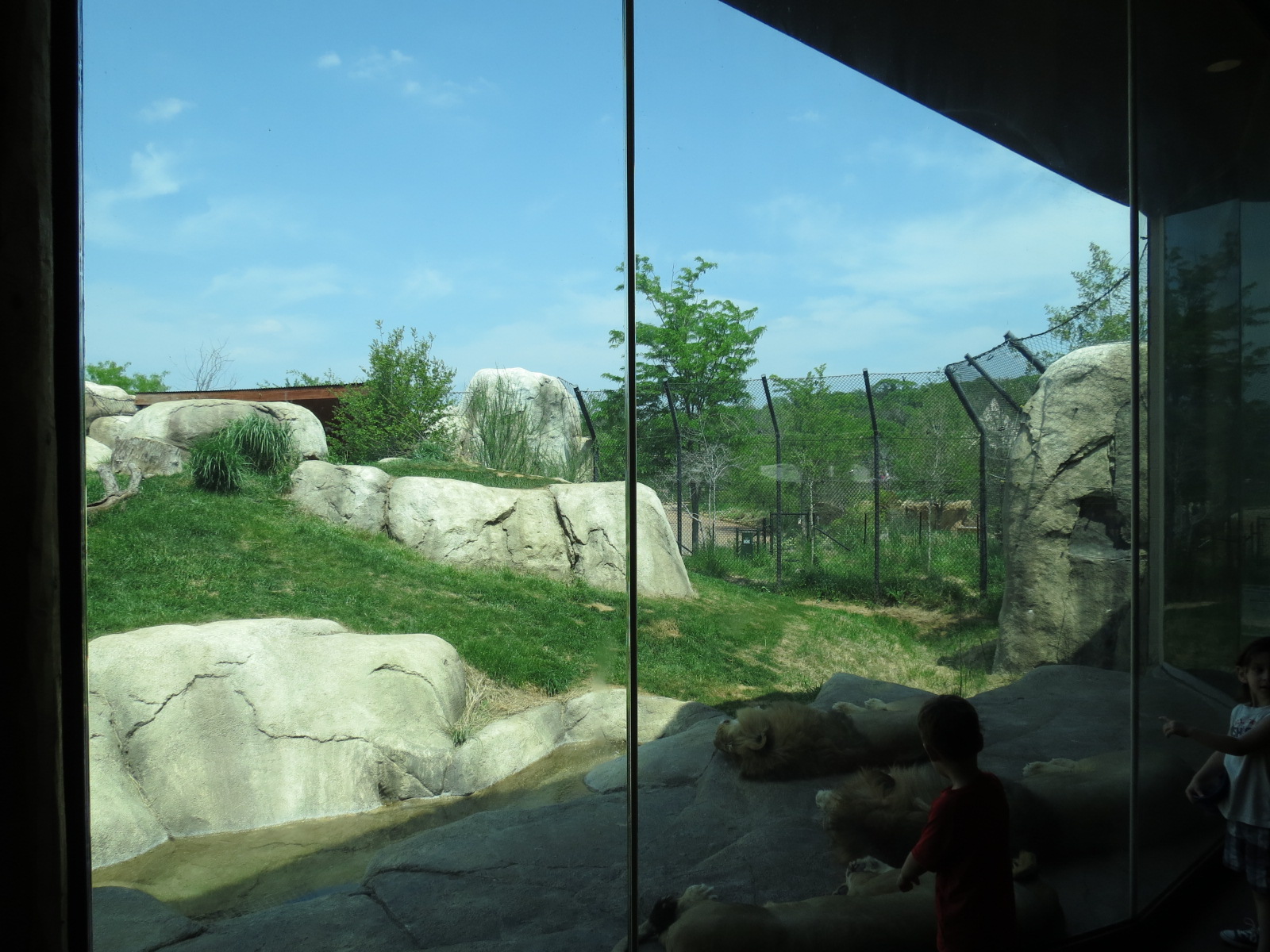 Giants of the Savanna - Serengeti Grill - View of African Lion Exhibit