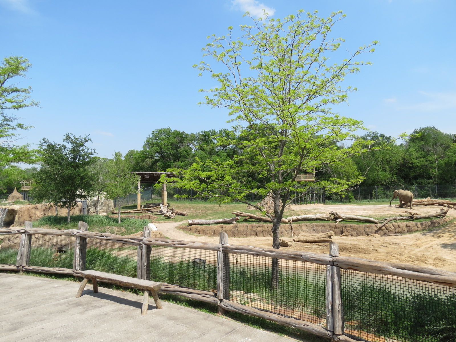 Giants of the Savanna - South Habitat (African Elephant)