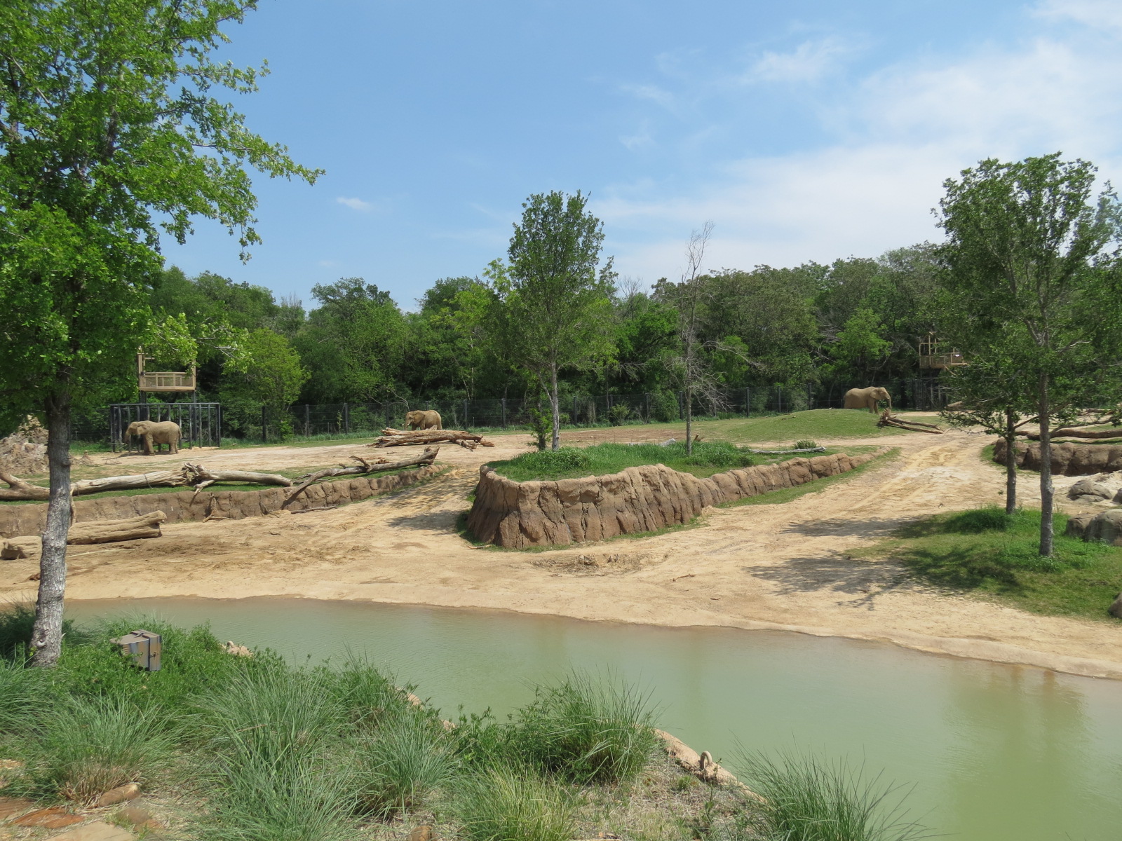 Giants of the Savanna - South Habitat (African Elephant)