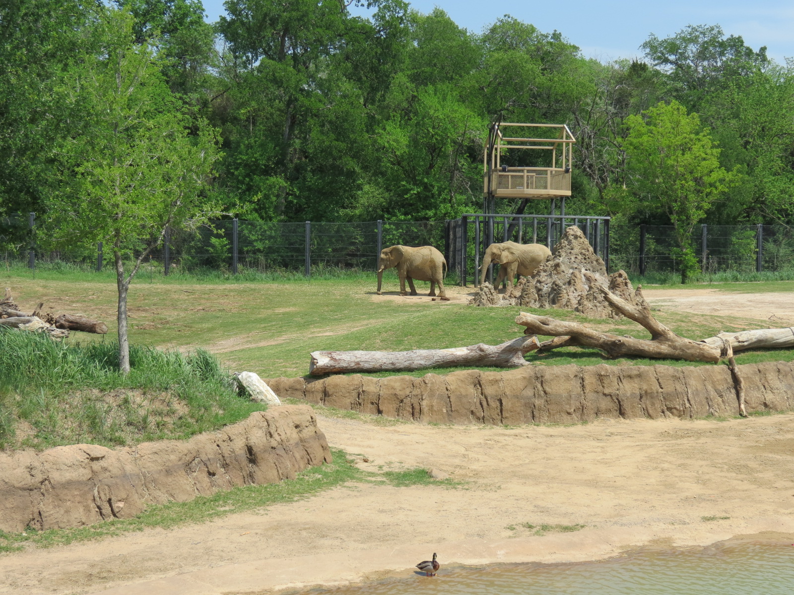Giants of the Savanna - South Habitat (African Elephant)