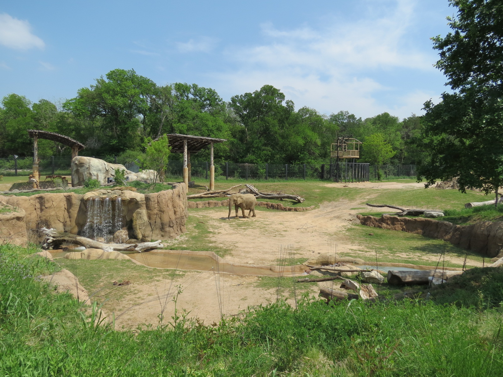 Giants of the Savanna - South Habitat (African Elephant)