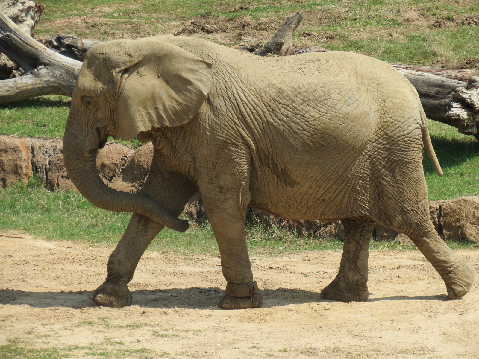 Giants of the Savanna - South Habitat (African Elephant)