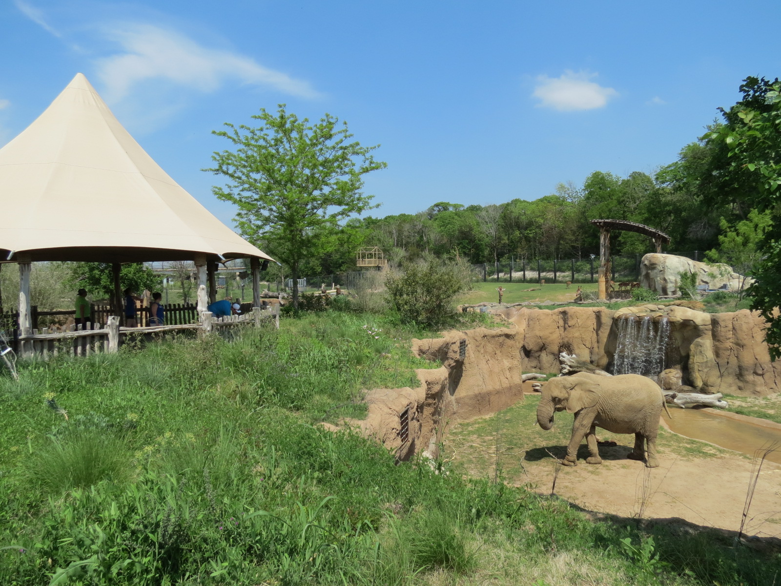 Giants of the Savanna - South Habitat (African Elephant)