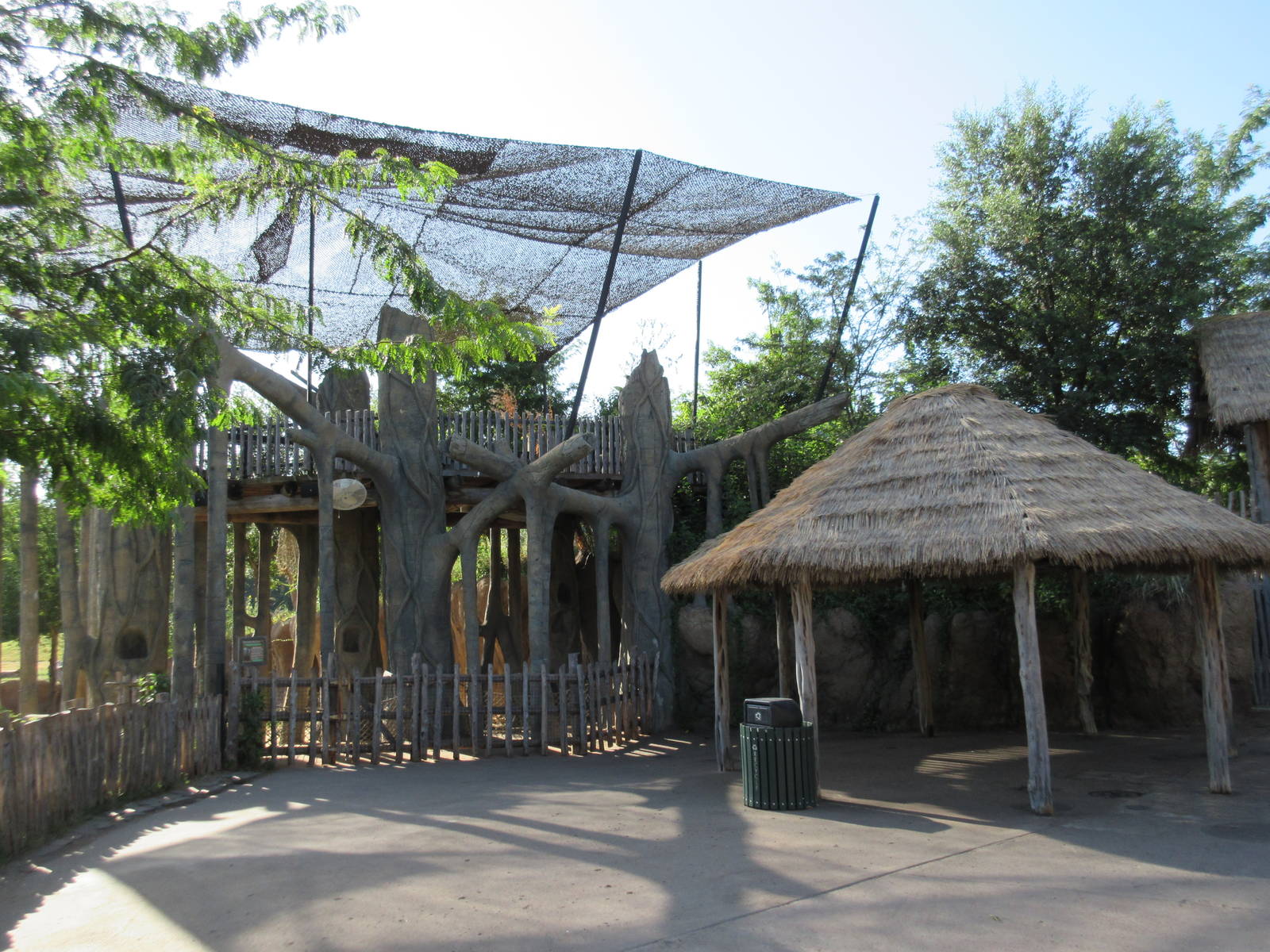 Giants of the Savanna - Strangler Fig Enrichment Tree