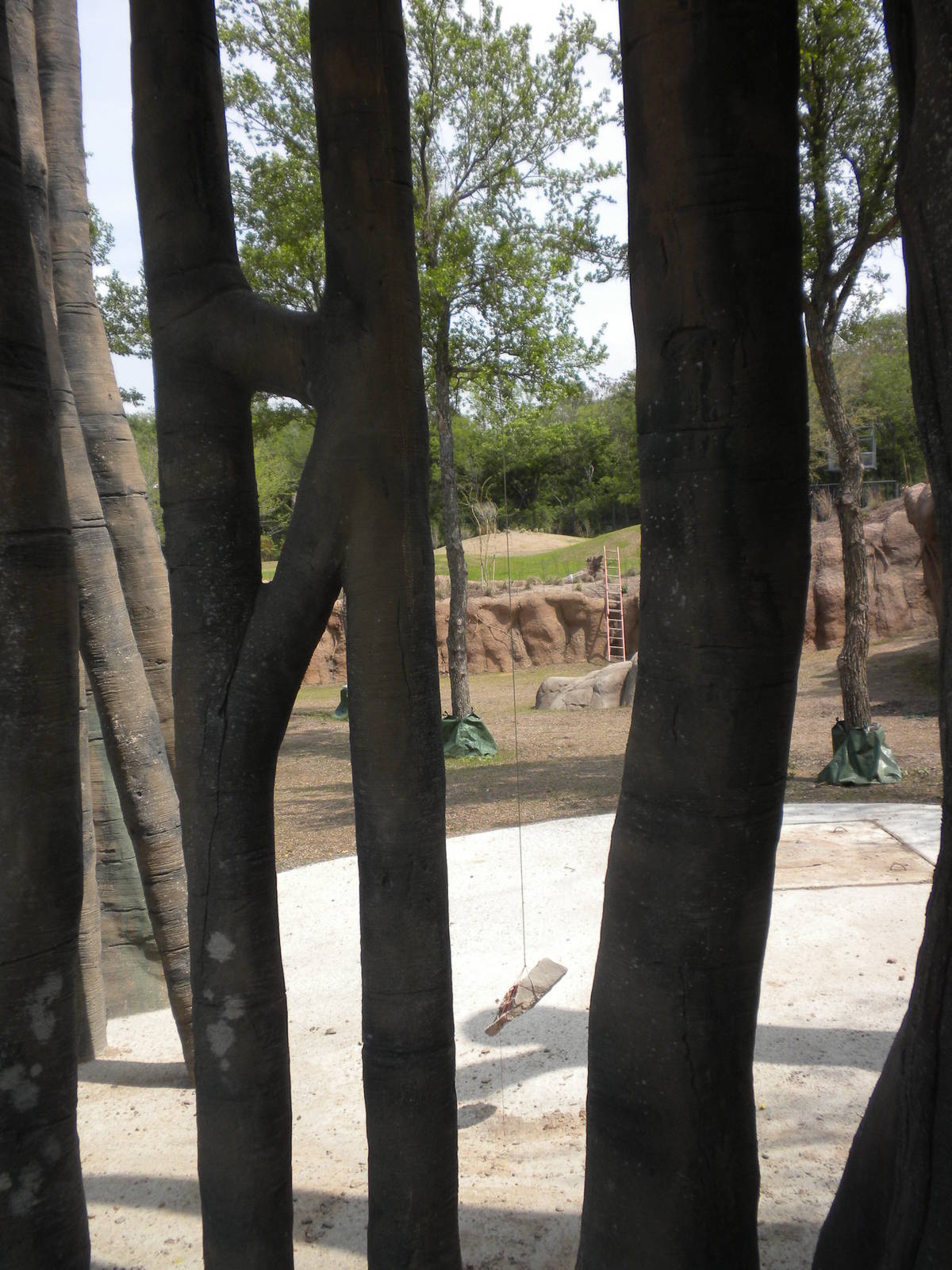 Giants of the Savanna - Strangler Fig Tree
