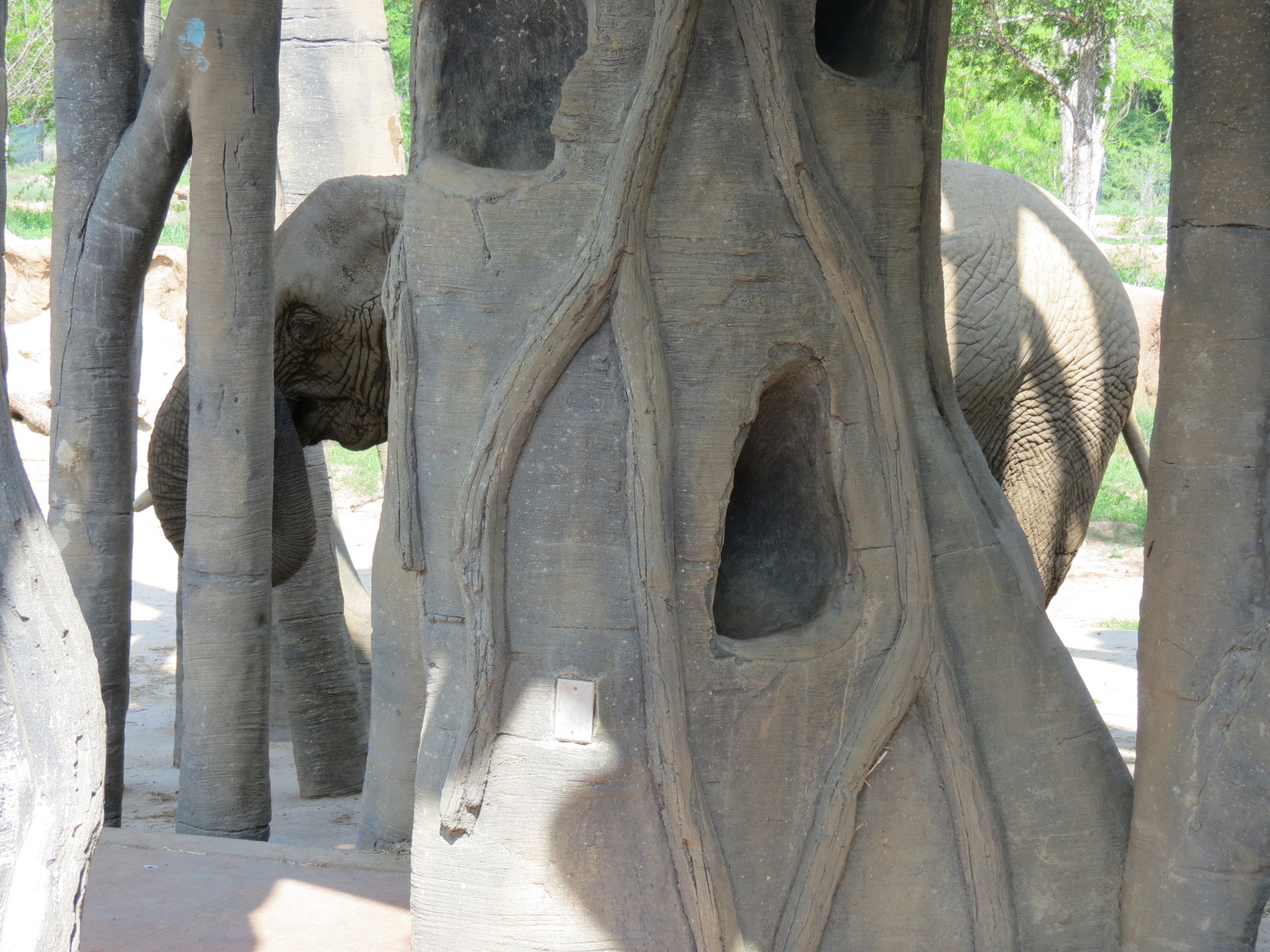 Giants of the Savanna - Tembo Udango (Primary African Elephant Exhibit)