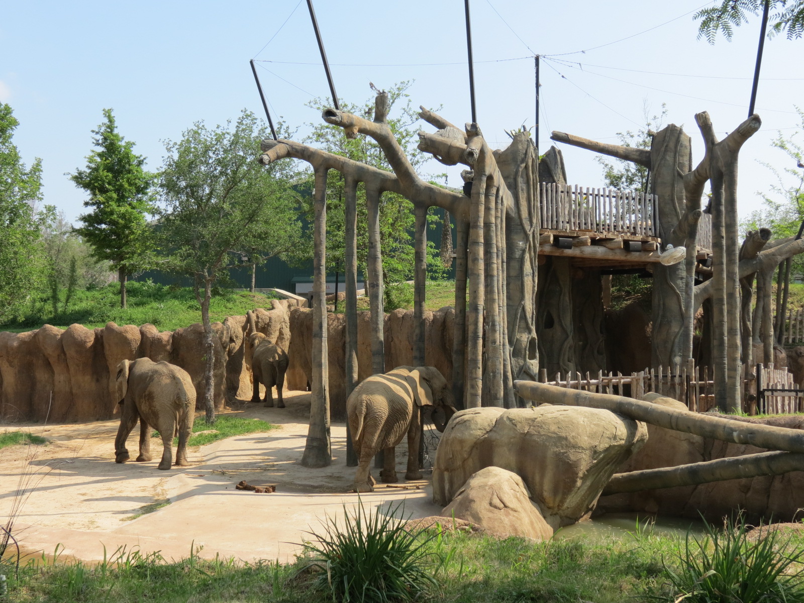 Giants of the Savanna - Tembo Udango (Primary African Elephant Exhibit)