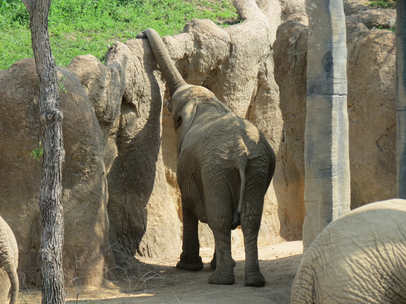 Giants of the Savanna - Tembo Udango (Primary African Elephant Exhibit)