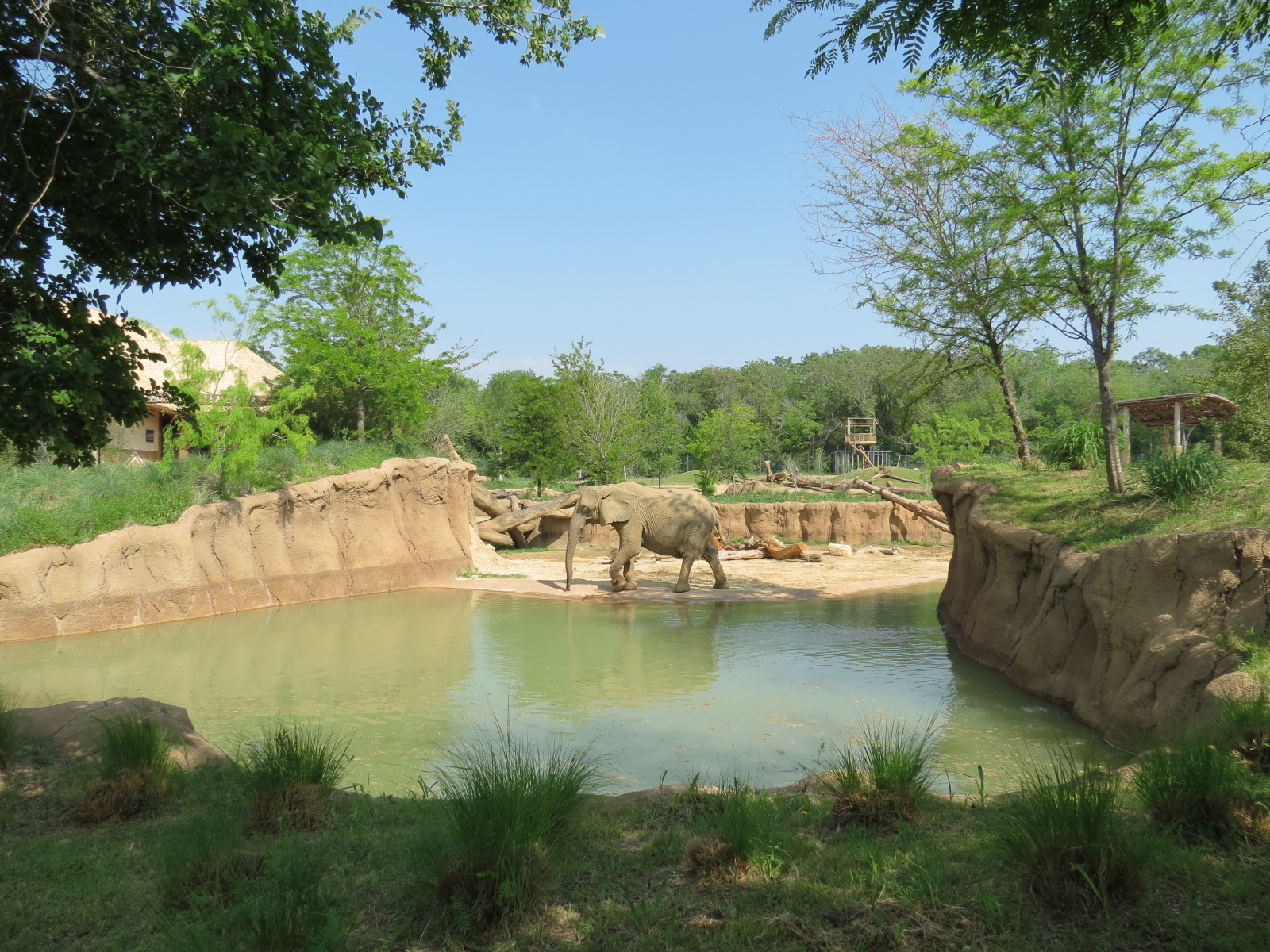 Giants of the Savanna - Tembo Udango (Primary African Elephant Exhibit)