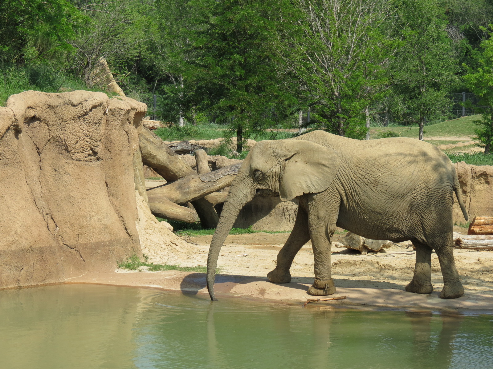 Giants of the Savanna - Tembo Udango (Primary African Elephant Exhibit)