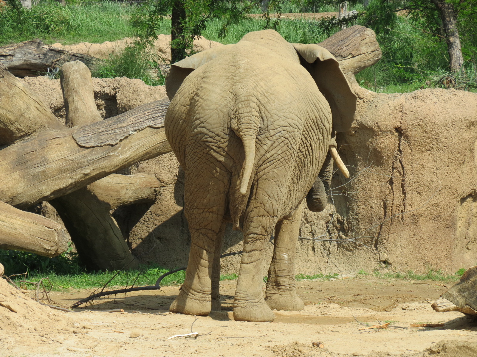 Giants of the Savanna - Tembo Udango (Primary African Elephant Exhibit)