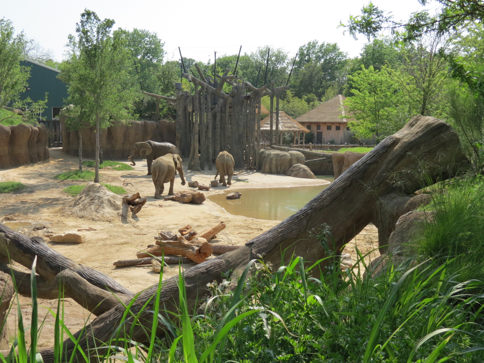 Giants of the Savanna - Tembo Udango (Primary African Elephant Exhibit)