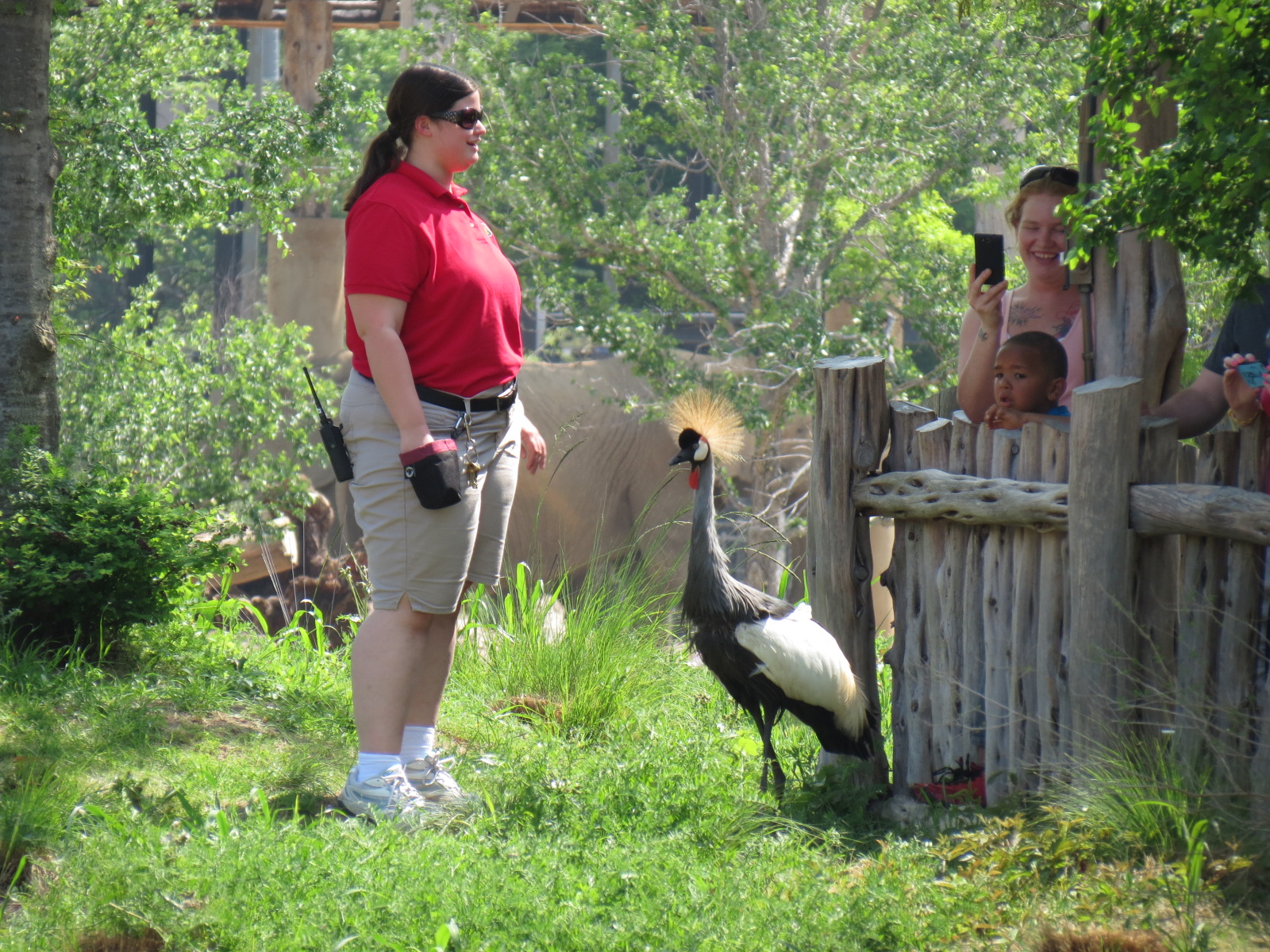 Giants of the Savanna - Viewing Pavilion - Crowned Crane Free-flight Demons