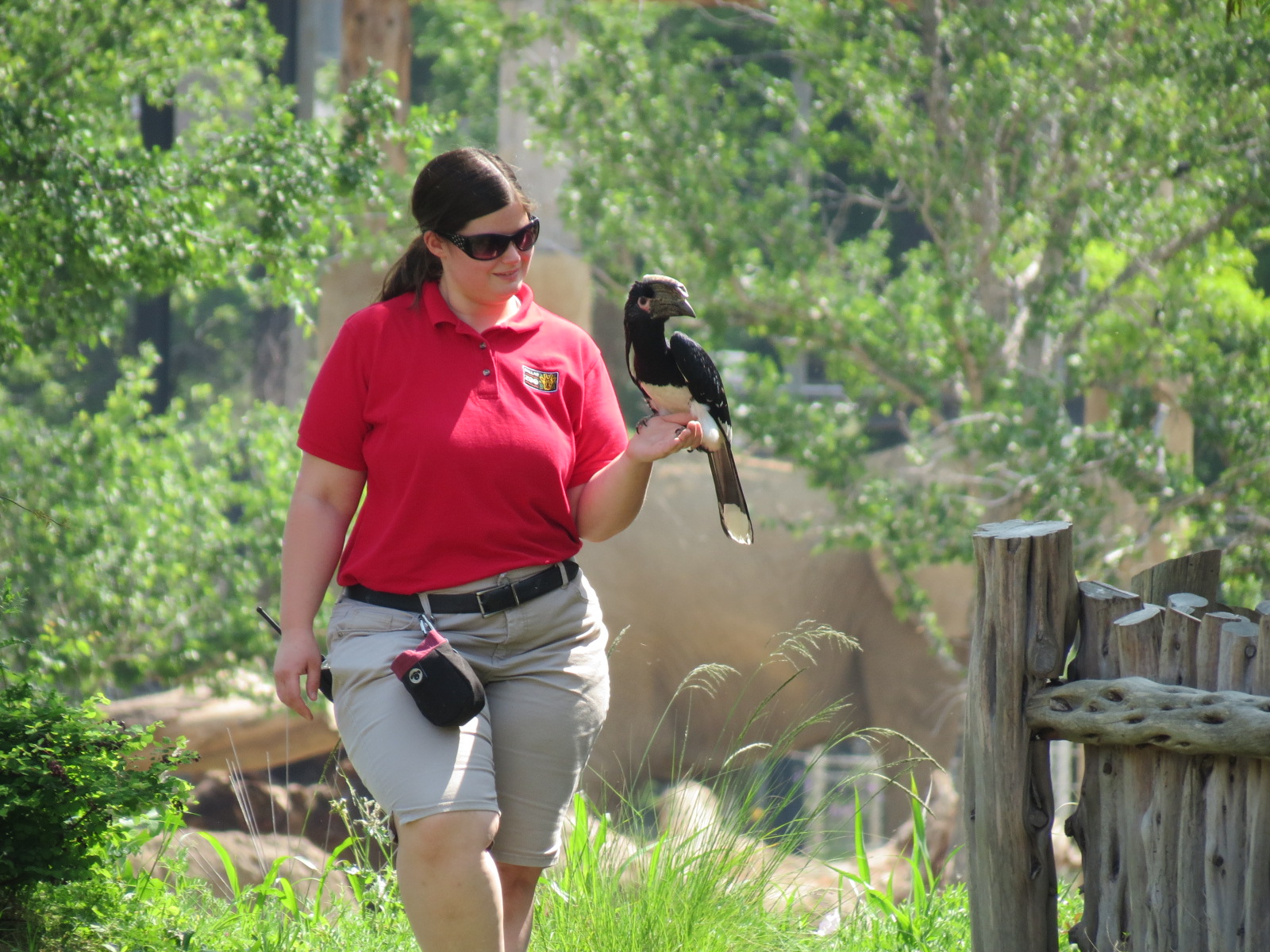 Giants of the Savanna - Viewing Pavilion - Hornbill Free-flight Demonstrati