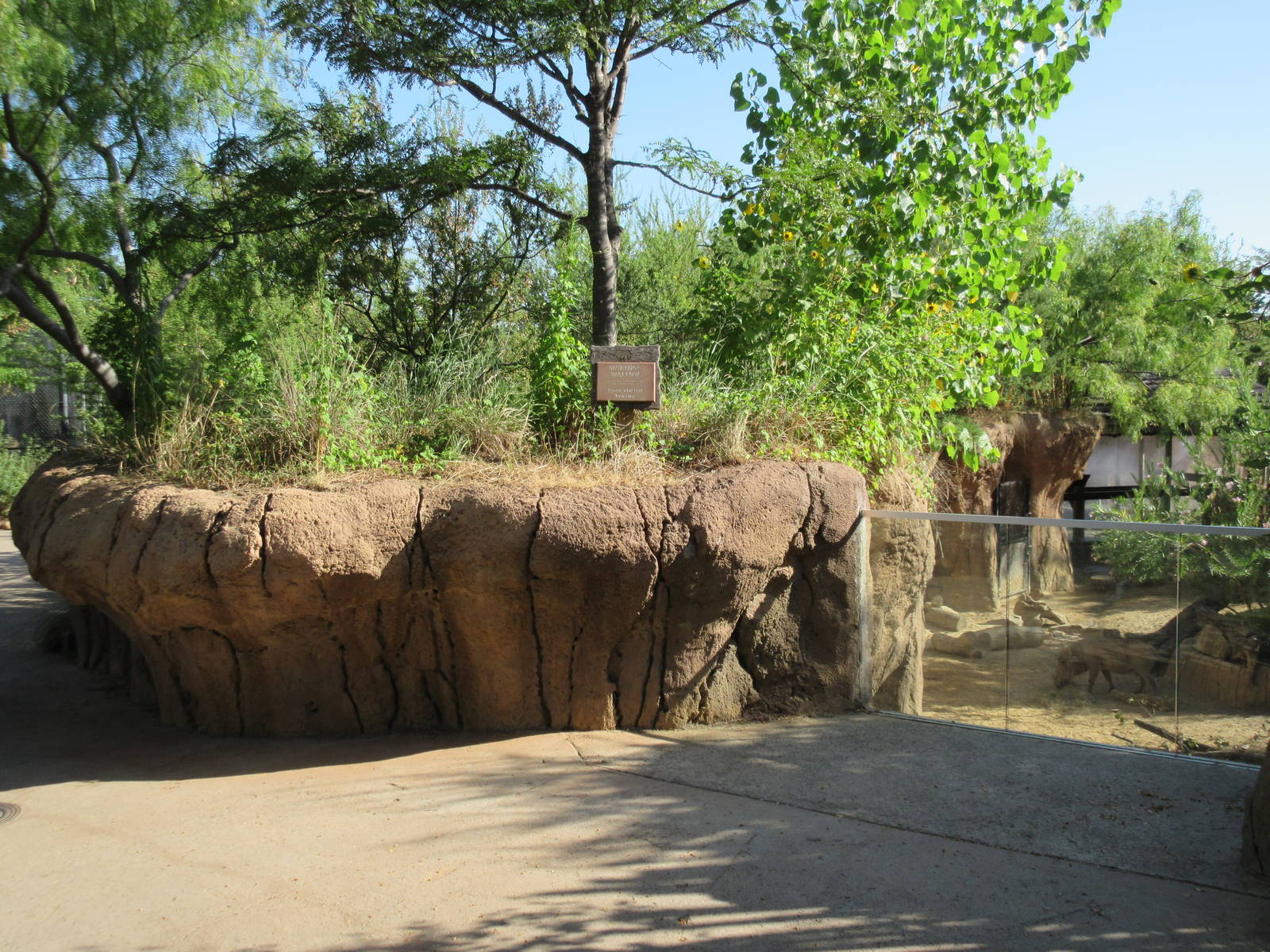 Giants of the Savanna - Warthog Exhibit Viewing Area